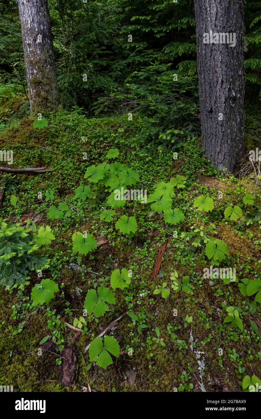 Vanillaleaf, Achlys triphyla, lungo Skookum Flats Trail, Mount Baker-Snoqualmie National Forest, Washington state, USA Foto Stock