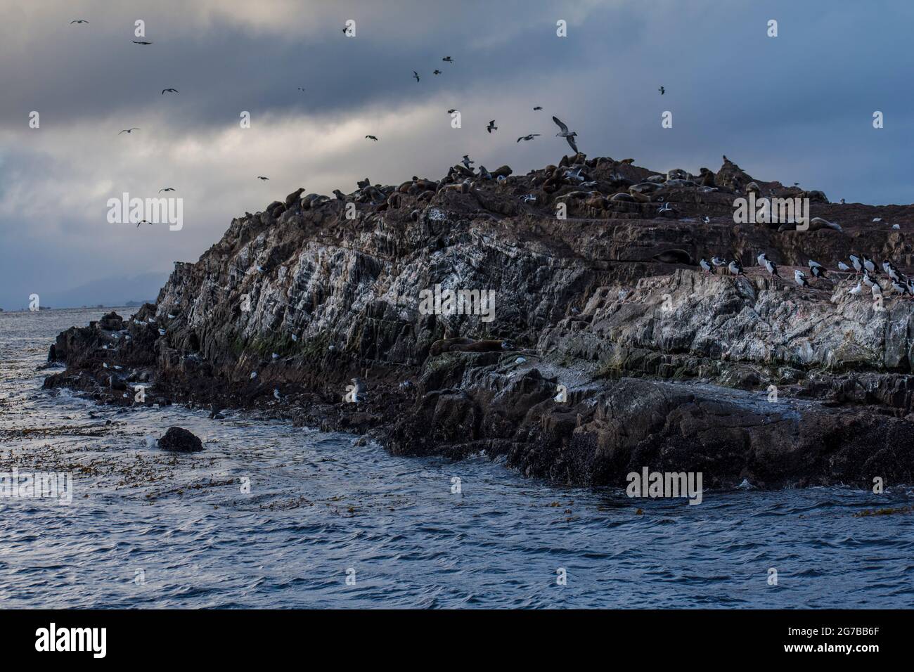Piccola isola deserta con un sacco di uccelli marini, foche e lupi marini a Ushuaia, Argentina Foto Stock