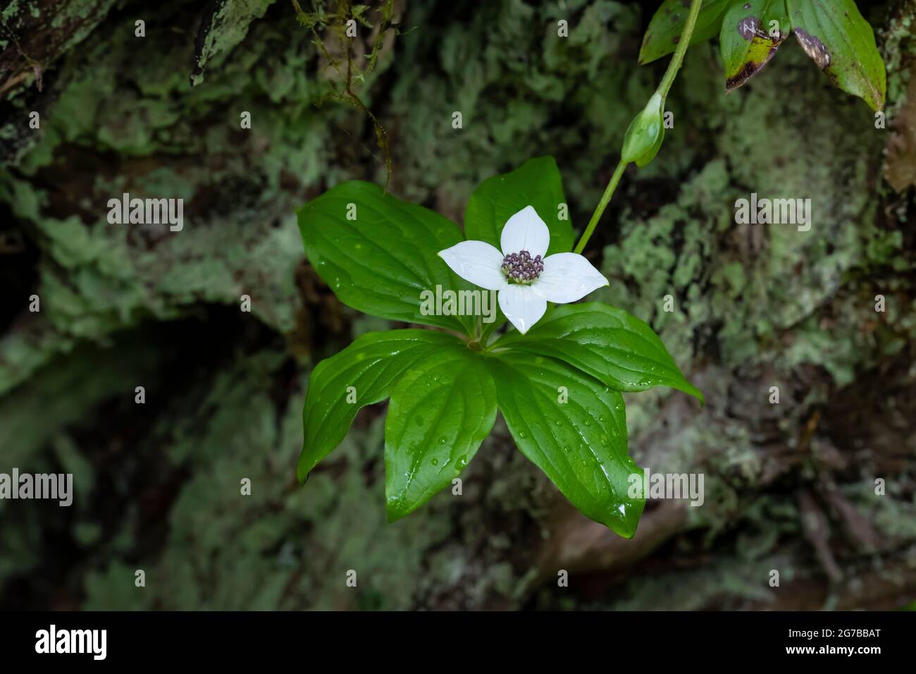 Western Bunchberry, Cornus unalaschkensis, fioritura lungo Skookum Flats Trail, Mount Baker-Snoqualmie National Forest, Washington state, USA Foto Stock