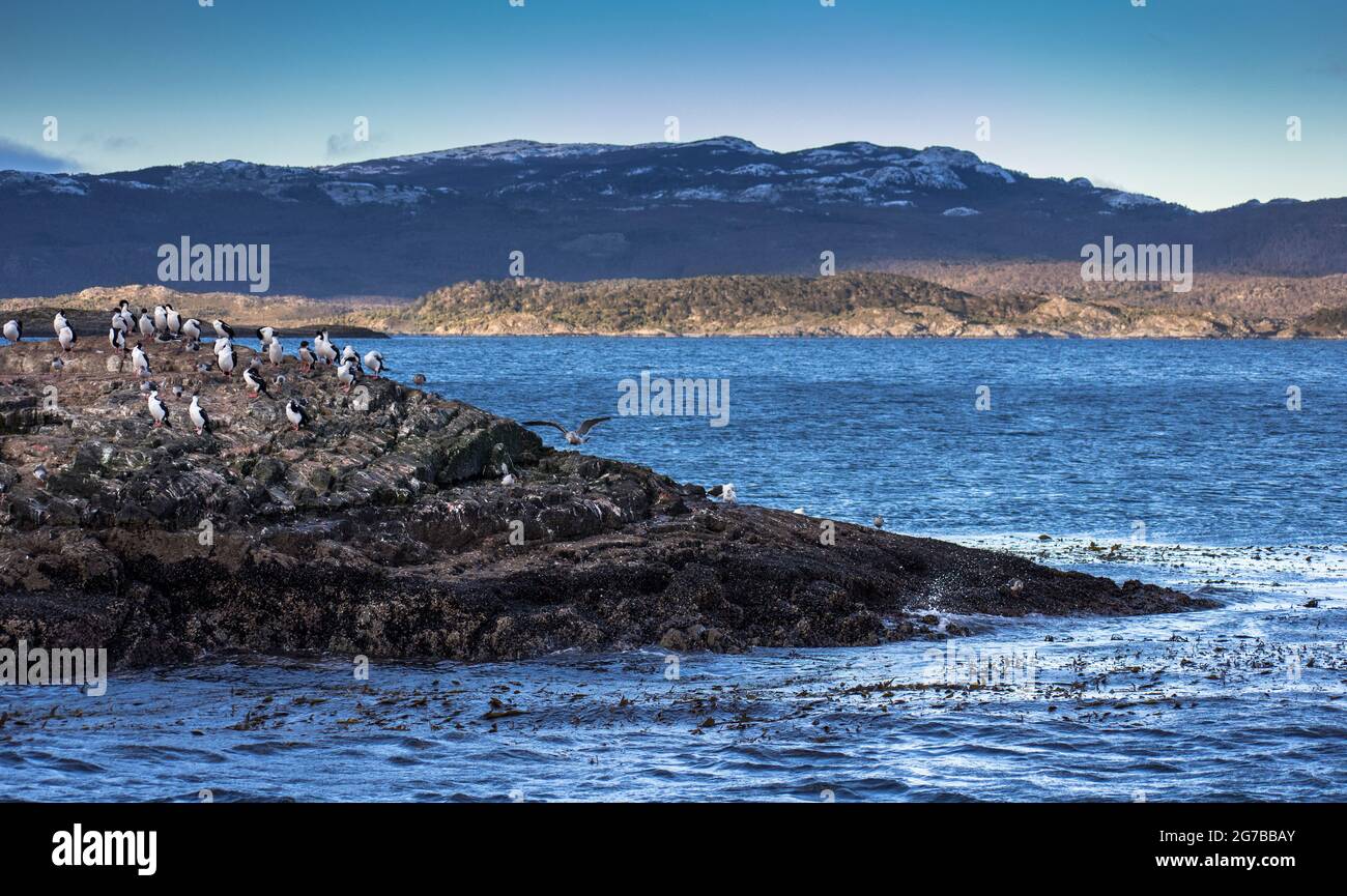 Piccola isola desertica con un sacco di uccelli marini chiamati cormorani - alacrocorax atriceps Foto Stock