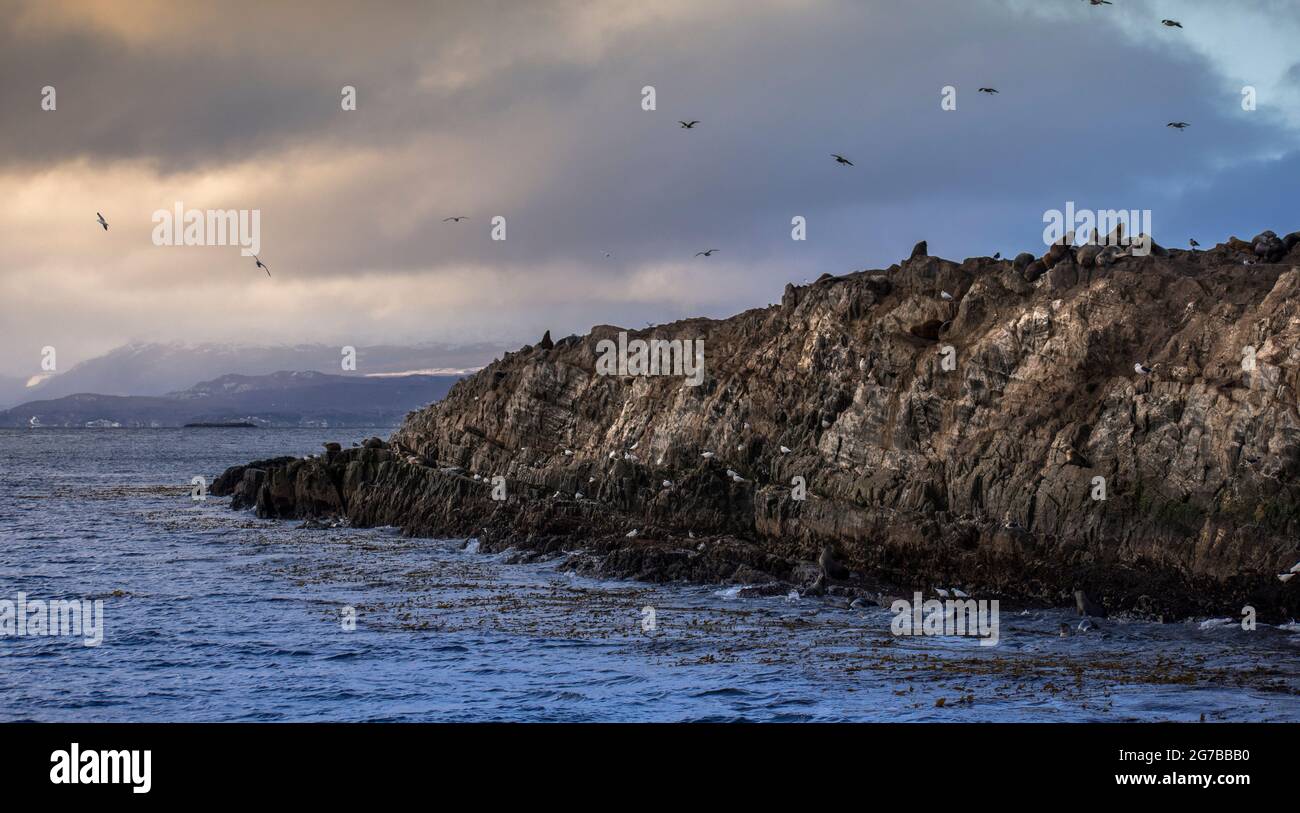 Piccola isola desertica con un sacco di lupi marini sulla cima e uccelli marini chiamati cormorani - Falacrocorax atriceps - Otaria flavescens Foto Stock