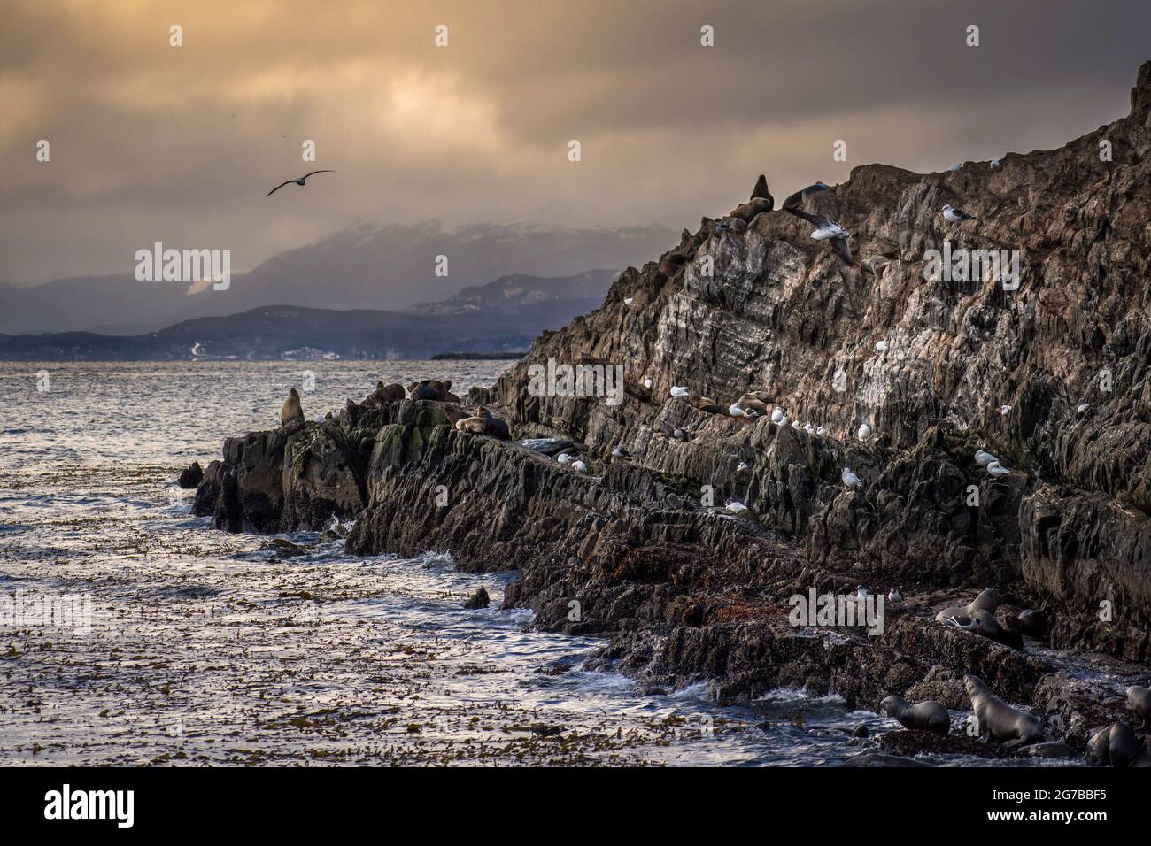 Piccola isola desertica con molti animali marini tra cui gabbiani, cormorani, lupi marini e foche - Falacrocorax atriceps - Otaria flavescens Foto Stock