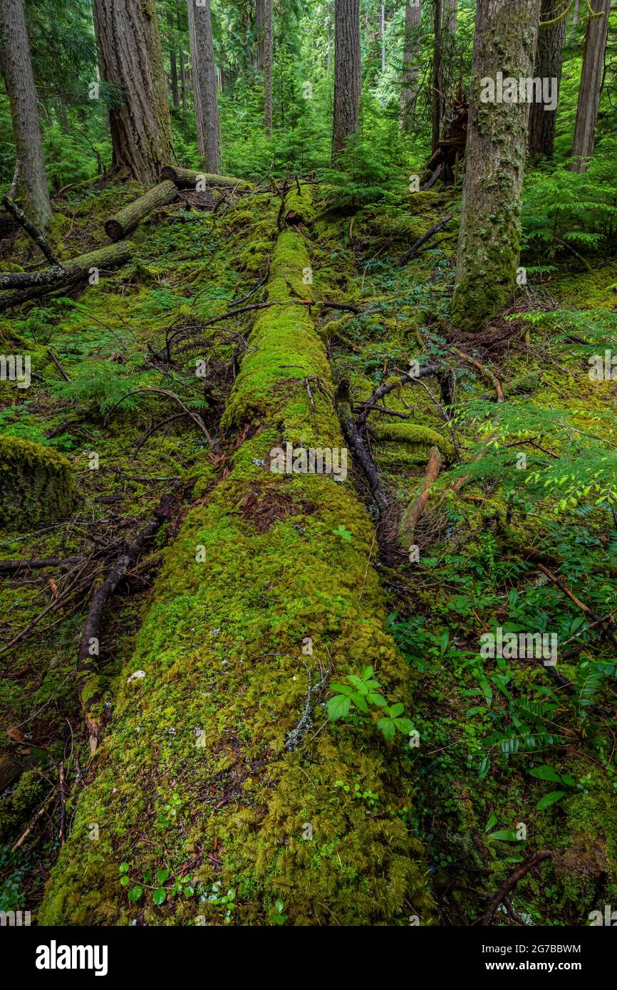 Foresta vecchia-crescita lungo Skookum Flats Trail, Mount Baker-Snoqualmie National Forest, Washington state, Stati Uniti Foto Stock