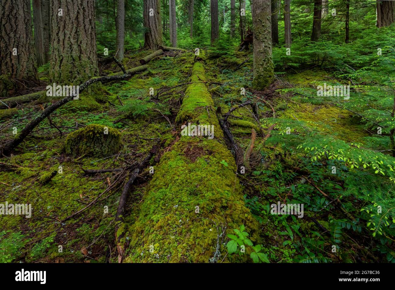Foresta vecchia-crescita lungo Skookum Flats Trail, Mount Baker-Snoqualmie National Forest, Washington state, Stati Uniti Foto Stock
