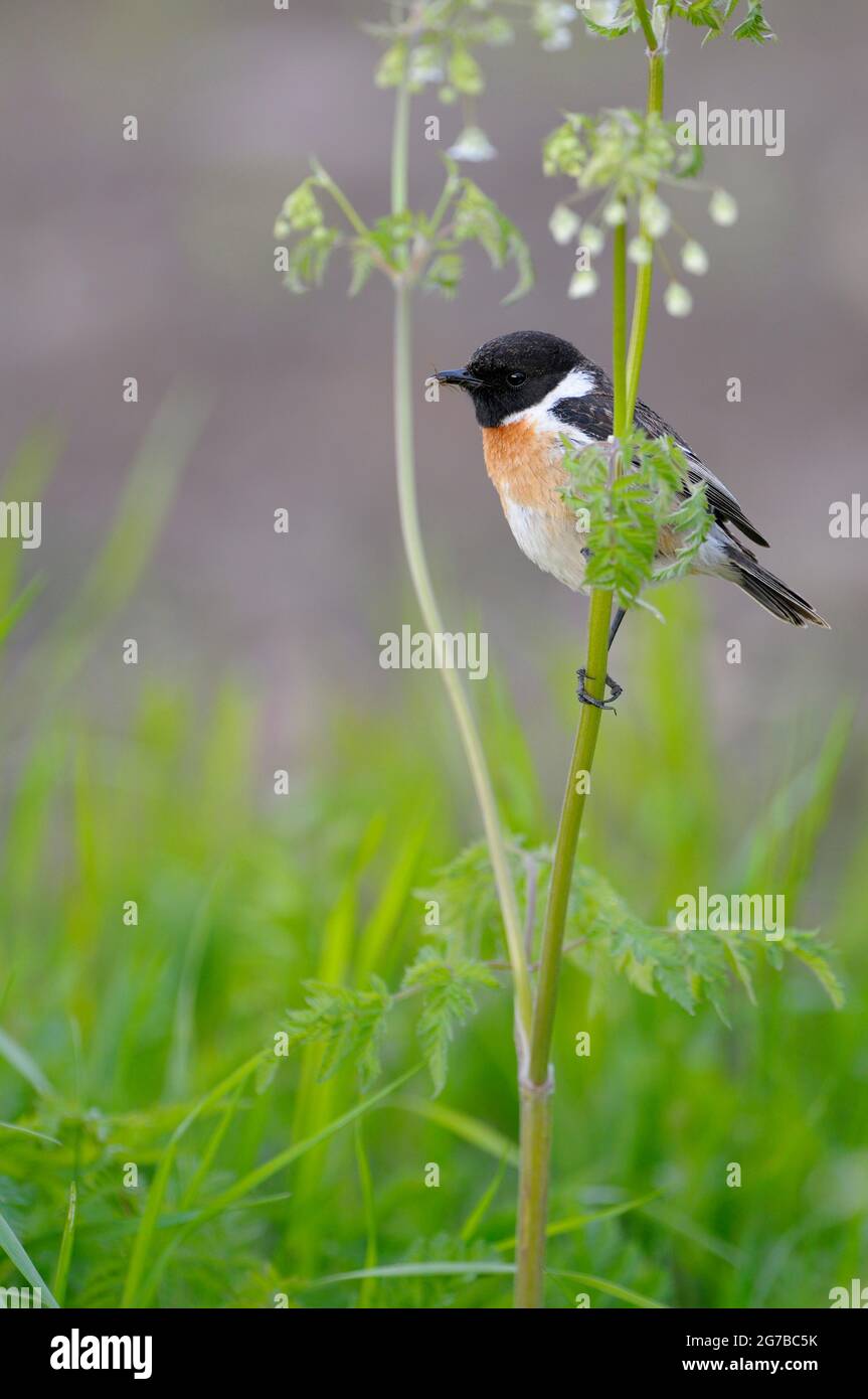 Stonechat, maschio con cibo, May, NSG Dingdener Heide, Nord Reno-Westfalia, Germania Foto Stock