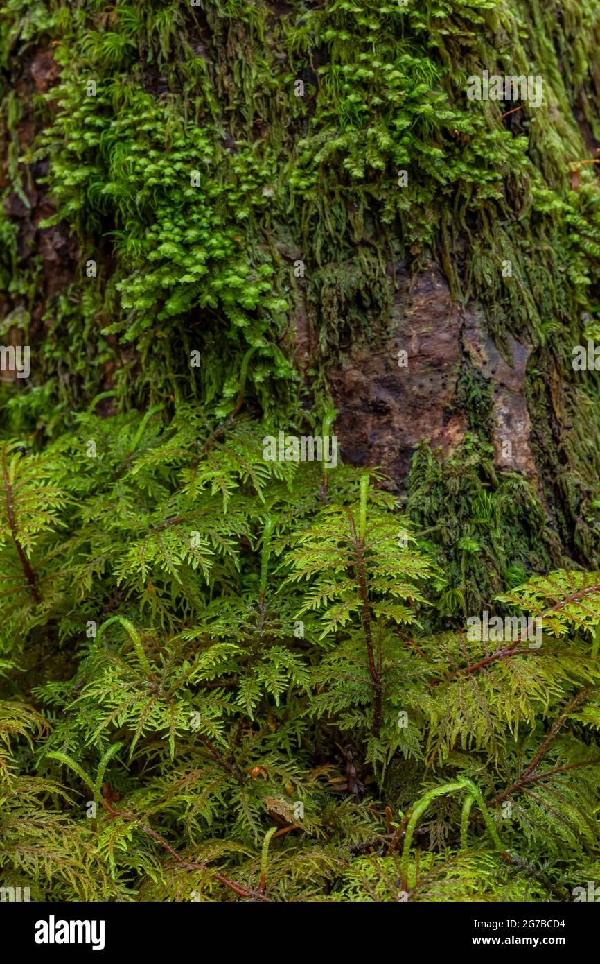 Hylocomium splendens, un muschio piume nella foresta piovosa lungo il sentiero Skookum Flats Trail, Mount Baker-Snoqualmie National Forest, Washington state, Stati Uniti Foto Stock