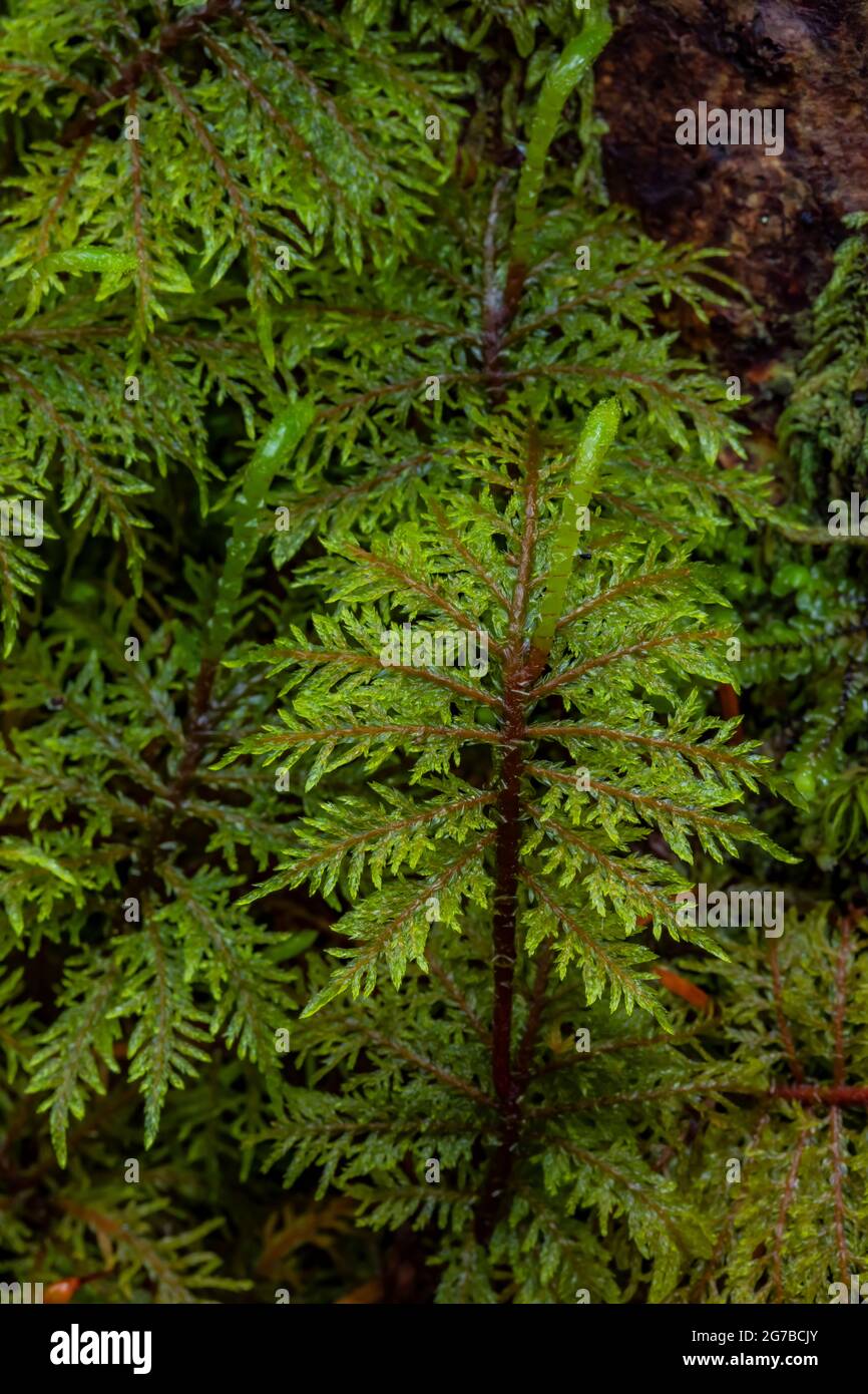 Hylocomium splendens, un muschio piume nella foresta piovosa lungo il sentiero Skookum Flats Trail, Mount Baker-Snoqualmie National Forest, Washington state, Stati Uniti Foto Stock