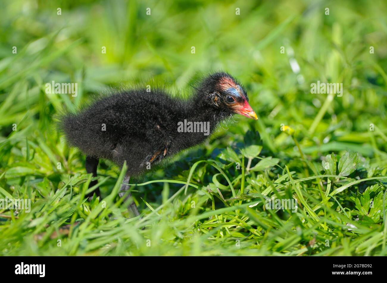 Moorhen, giovane uccello, maggio, Rheine, Nord Reno-Westfalia, Germania Foto Stock