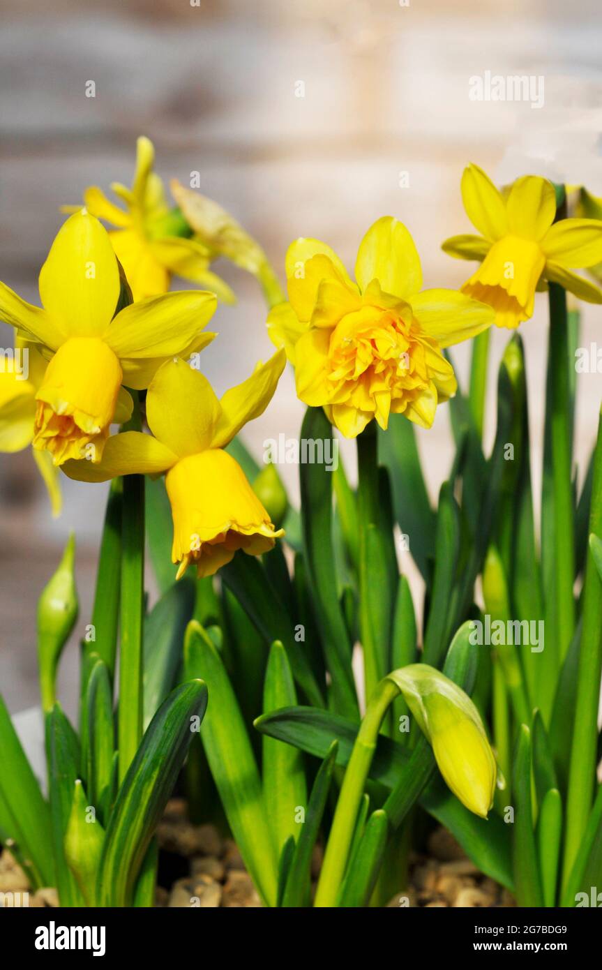 Primo piano di Narcissus Tete Deluxe in primavera Narcissus Tete Deluxe è una divisione gialla 4 daffodil doppio che è stato introdotto nel 2020 ed è completamente duro Foto Stock