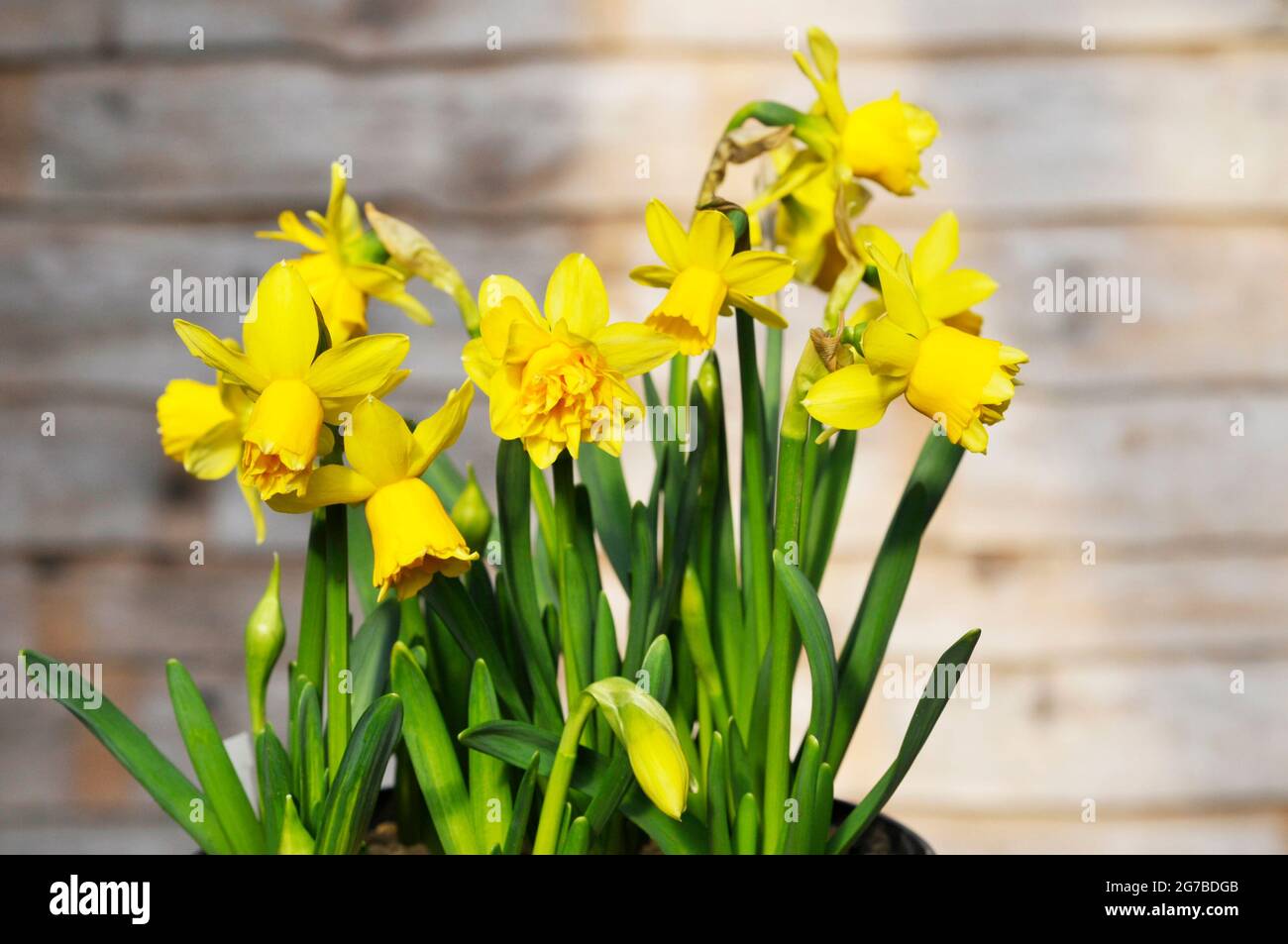 Primo piano di Narcissus Tete Deluxe in primavera Narcissus Tete Deluxe è una divisione gialla 4 daffodil doppio che è stato introdotto nel 2020 ed è completamente duro Foto Stock