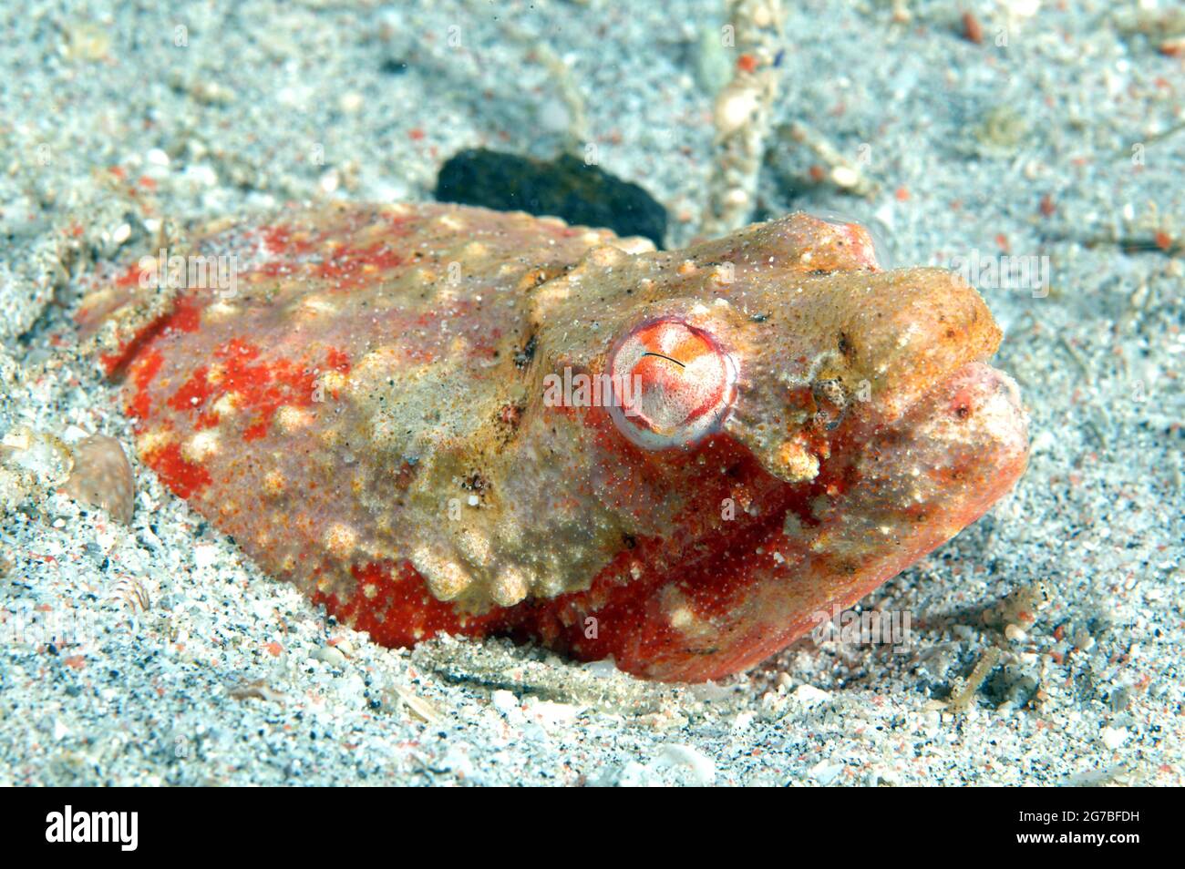 Anguilla di serpente di Stargazer (Brachysomophis cirrocheilos) Foto Stock