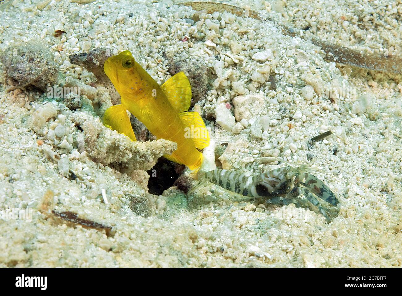 Goby giallo limone guardiano (Cryptocentrus cinctus) e marmored firecracker (Alpheus rapax), goby giallo limone guardiano, goby giallo simbiosi Foto Stock