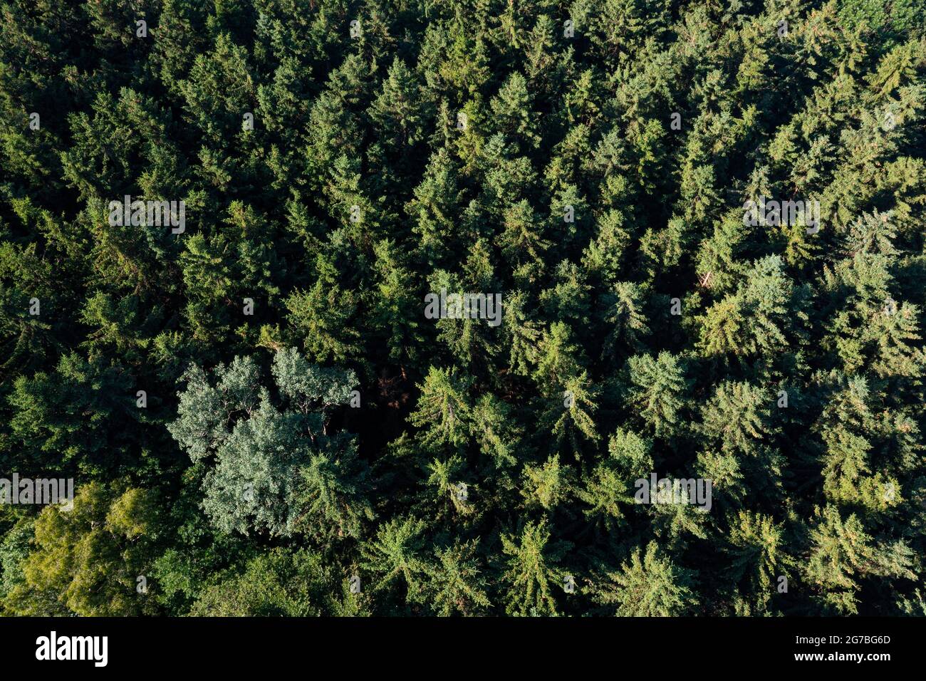 Immagine drone, foresta di abete rosso con un singolo albero deciduo dall'alto, Mondseeland, Salzkammergut, alta Austria, Austria Foto Stock