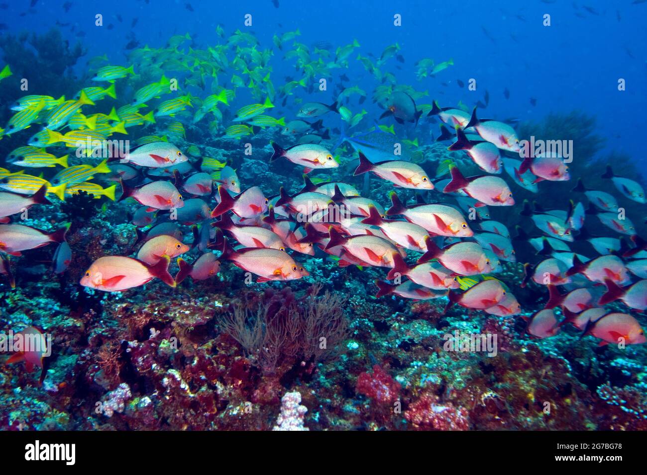 Kudarah Thila, dentici bluestridi, dentici rossi humpback Foto Stock