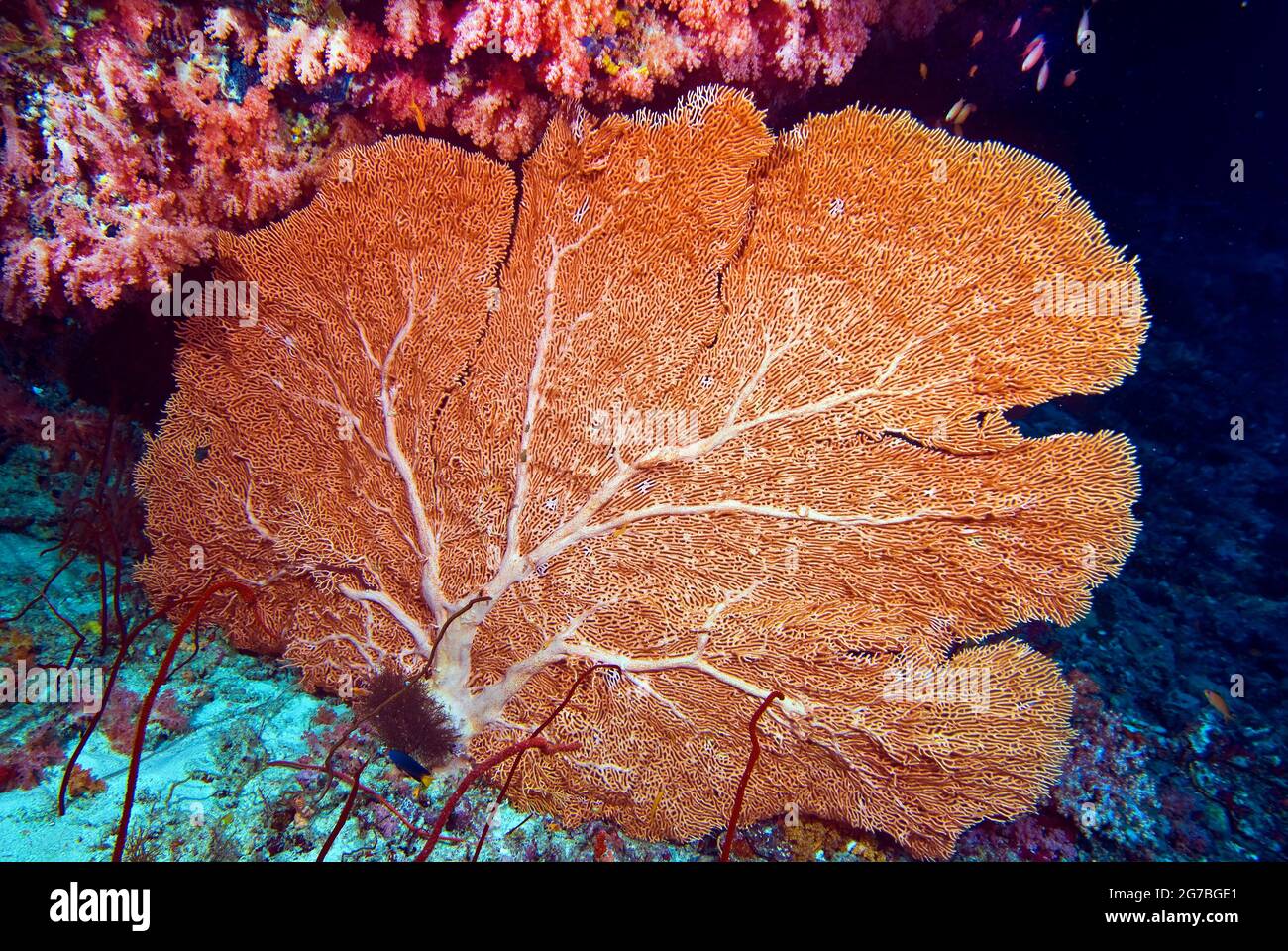 Gigante arancione fan del mare a Kudarah Thila, Maldive Foto Stock