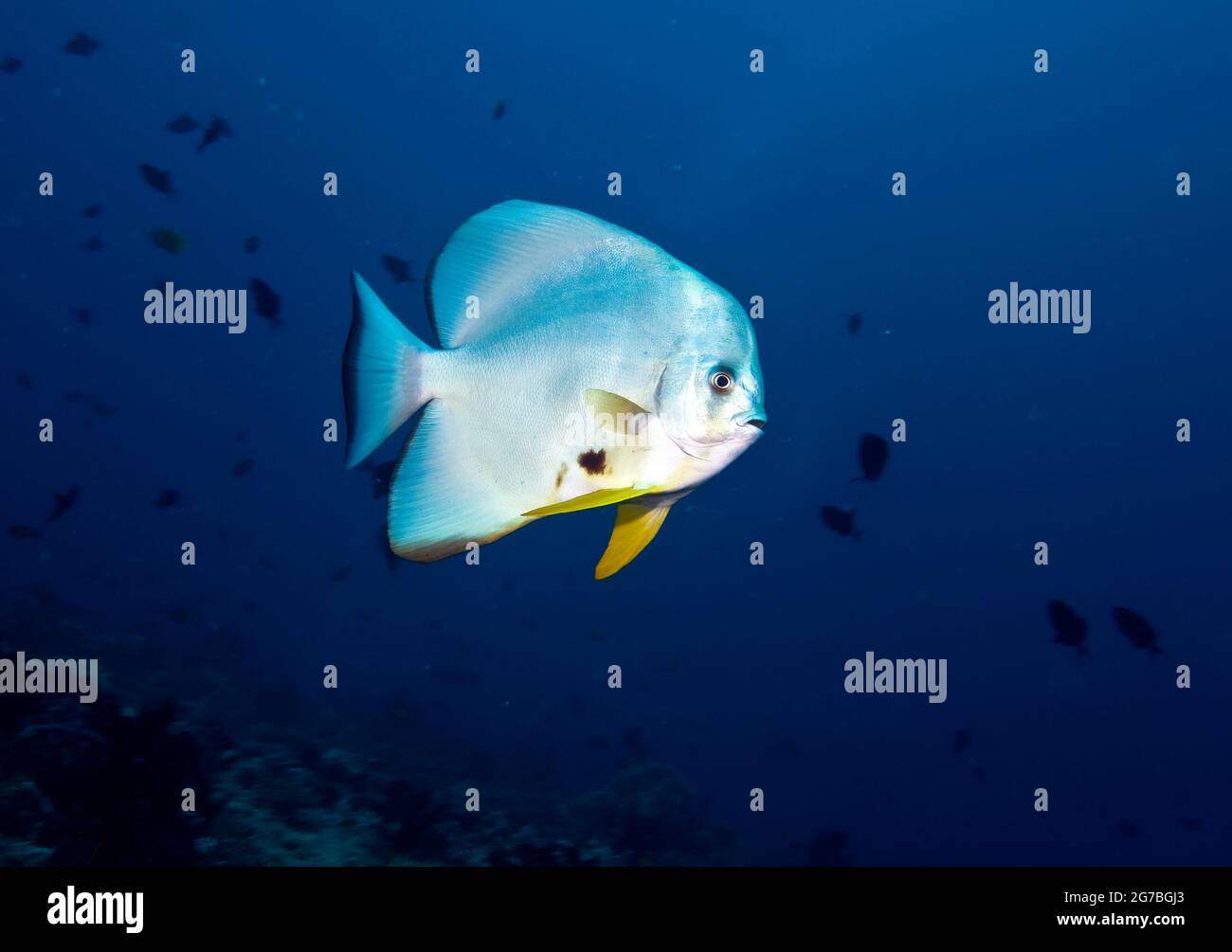 Kudarah Thila, spadefish longfin, Maldive Foto Stock