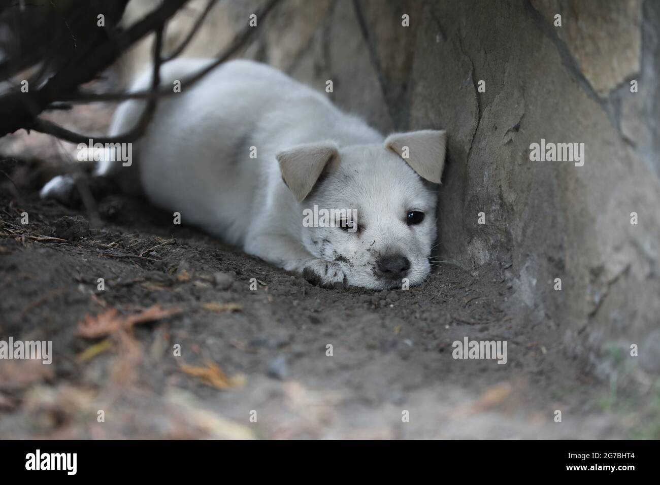 Giovane cane bianco in posa per foto su erba verde Foto Stock