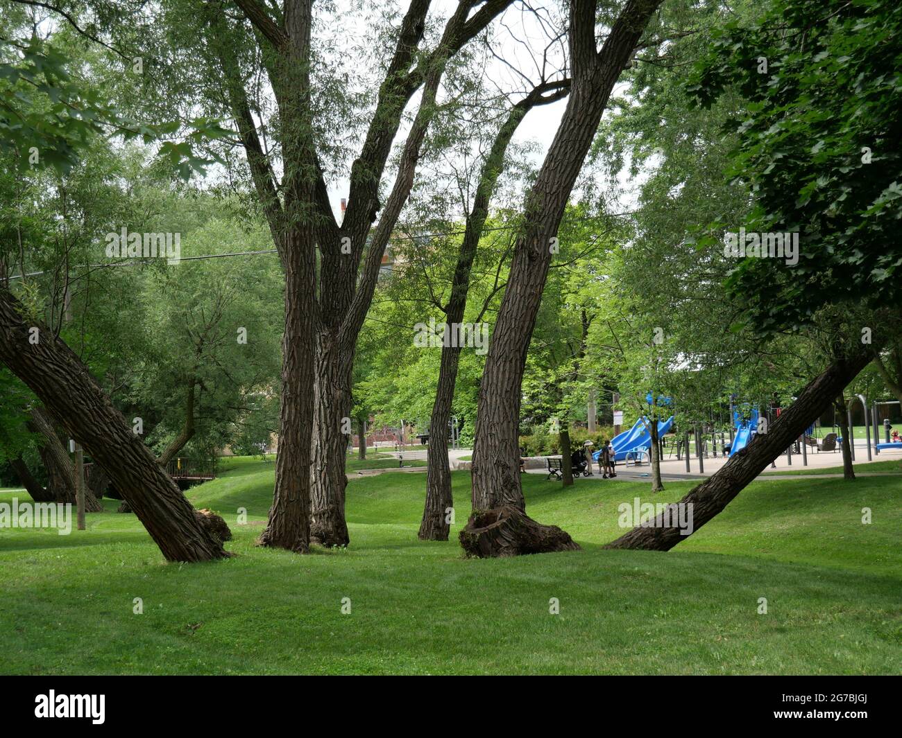 Parco locale di quartiere in un'area urbana con erba, alberi ombra e panchine intorno a un percorso Foto Stock