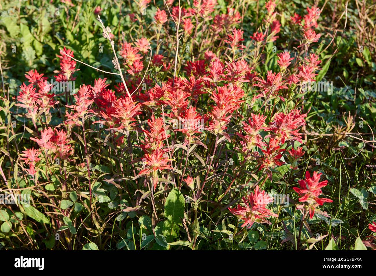 Pennello gigante rosso indiano (Castilleja miniata), pennello AKA Meadow, pennello rosso maggiore indiano, pennello scarlatto, pennello rosso comune, SPR Foto Stock