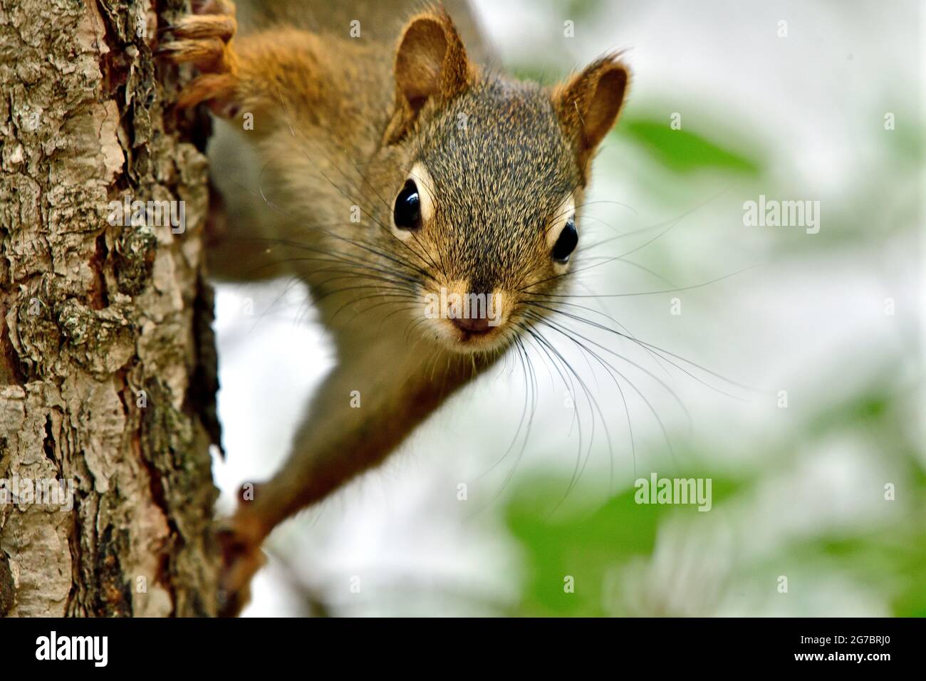 Uno scoiattolo rosso 'Tamiasciurus hudsonicus', che sale su un tronco di abete rosso nella campagna Alberta Canada Foto Stock
