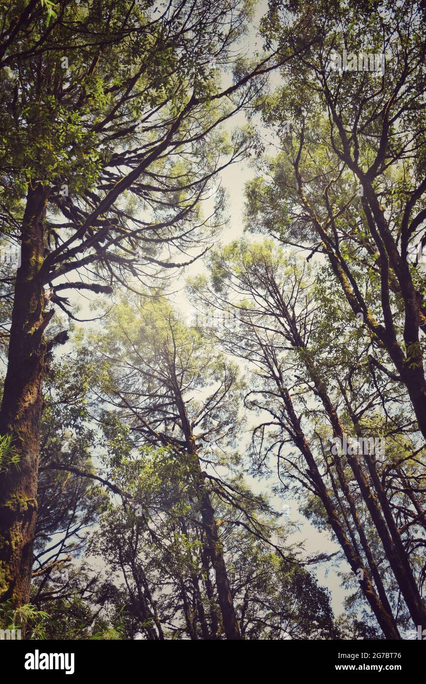 DEEP FOREST Foto Stock