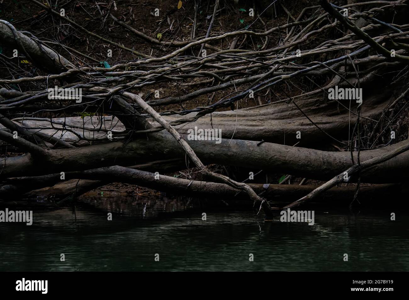 la radice del tronco del tronco di alberi morti giaceva in una palude scura con luce e ombra Foto Stock