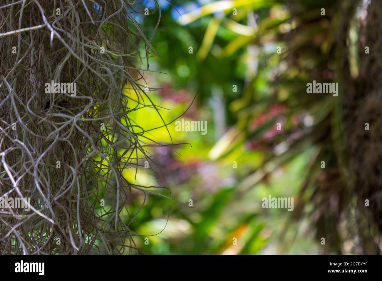 Un mucchio di muschio spagnolo adagiato su un luminoso giardino tropicale sullo sfondo. Foto Stock
