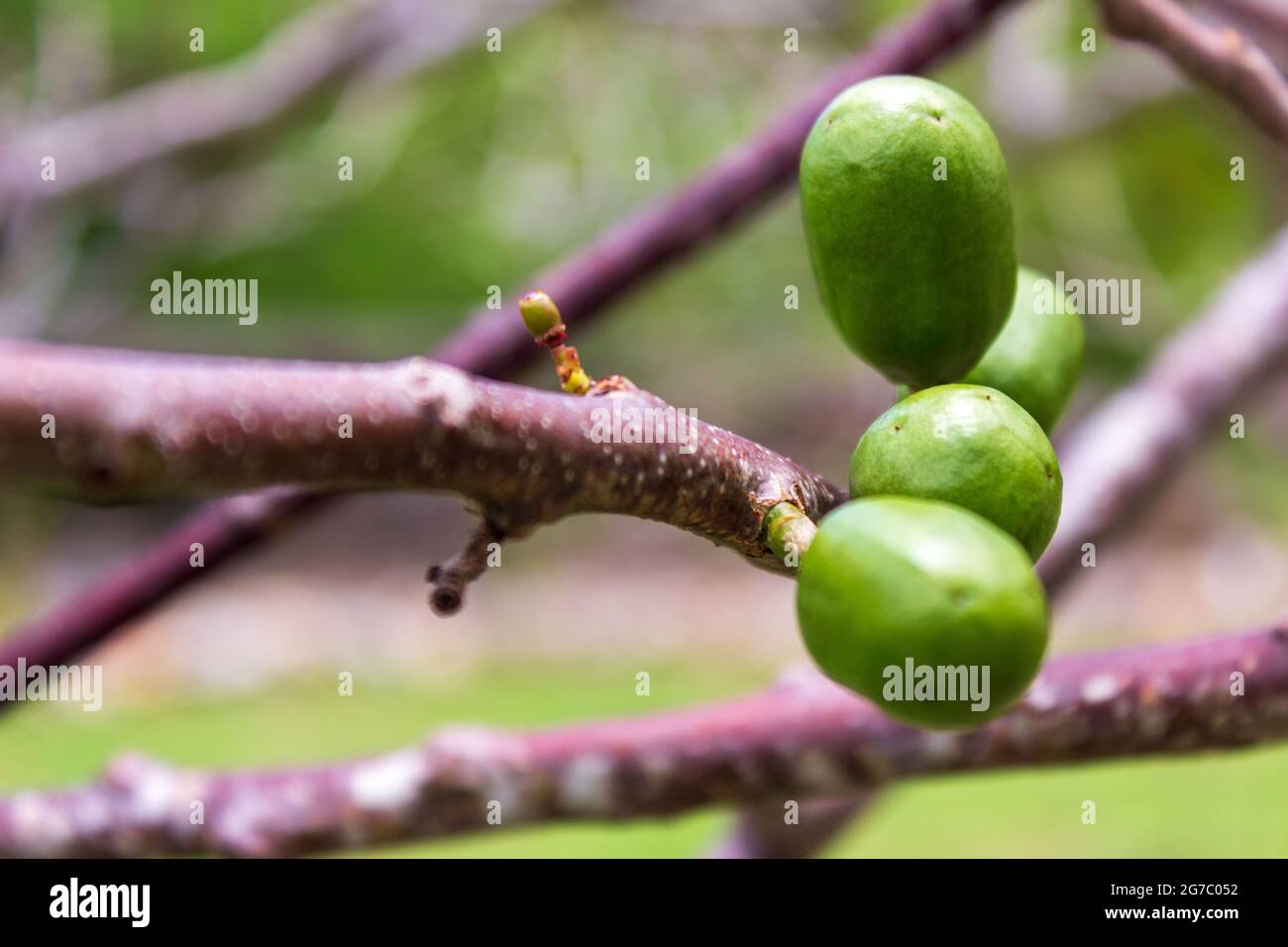 I frutti verdi cerosi dell'albero Jocote, spondias purpurea, crescono prima che le foglie si riempiano e sono aspri e nutrienti. Foto Stock