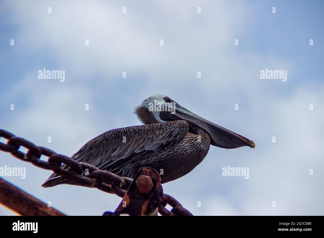 Un pellicano crogiolarsi al sole mentre è appollato su una vecchia gru del porto presso il molo di Frederiksted, St. Croix, USVI. Foto Stock