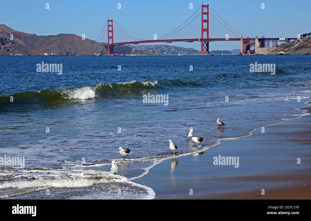Gabbiani di mare e Golden Gate Bridge - San Francisco, California Foto Stock