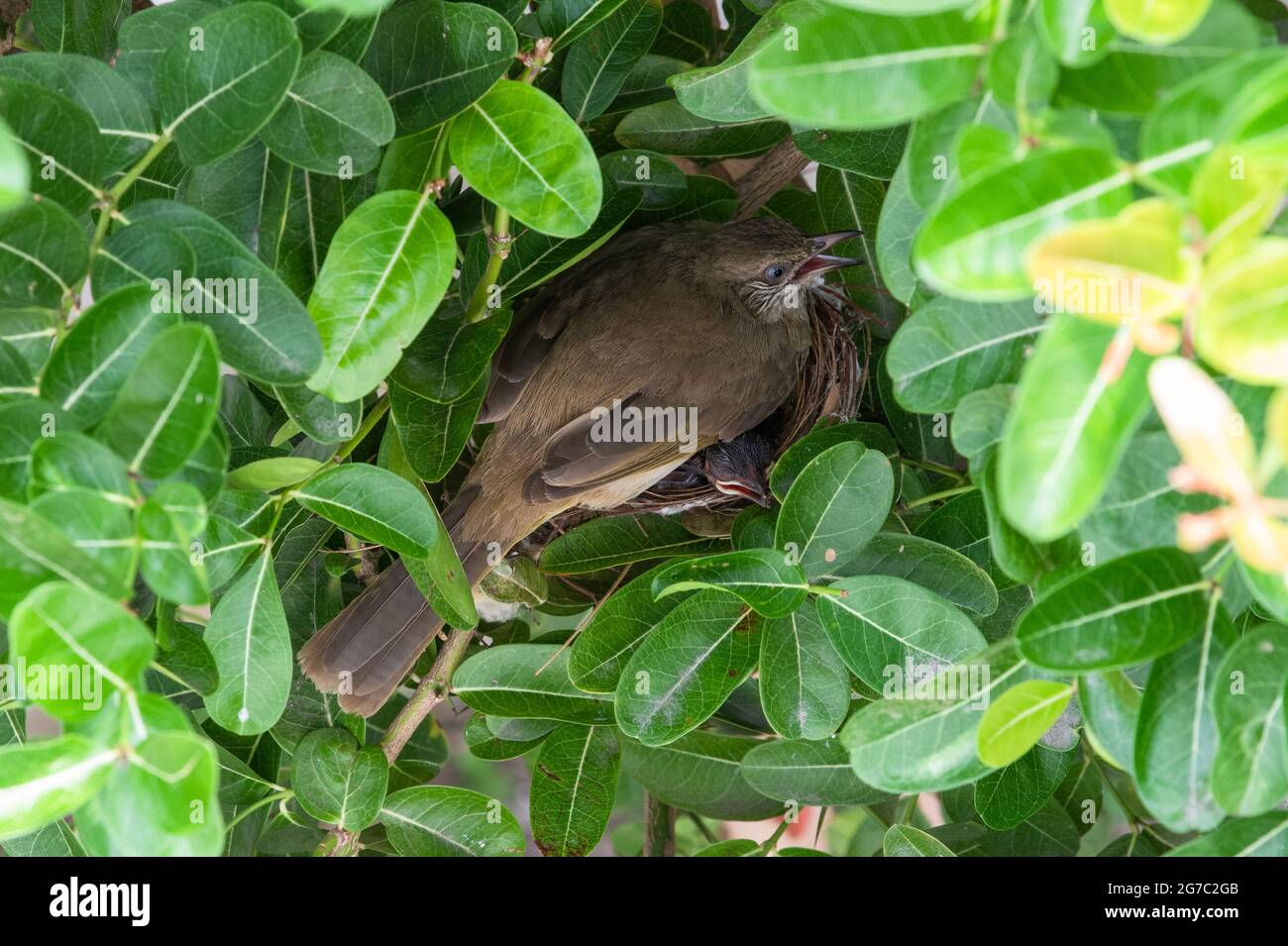 Bulbul dalle orecchie striate che alimenta il suo bambino Foto Stock