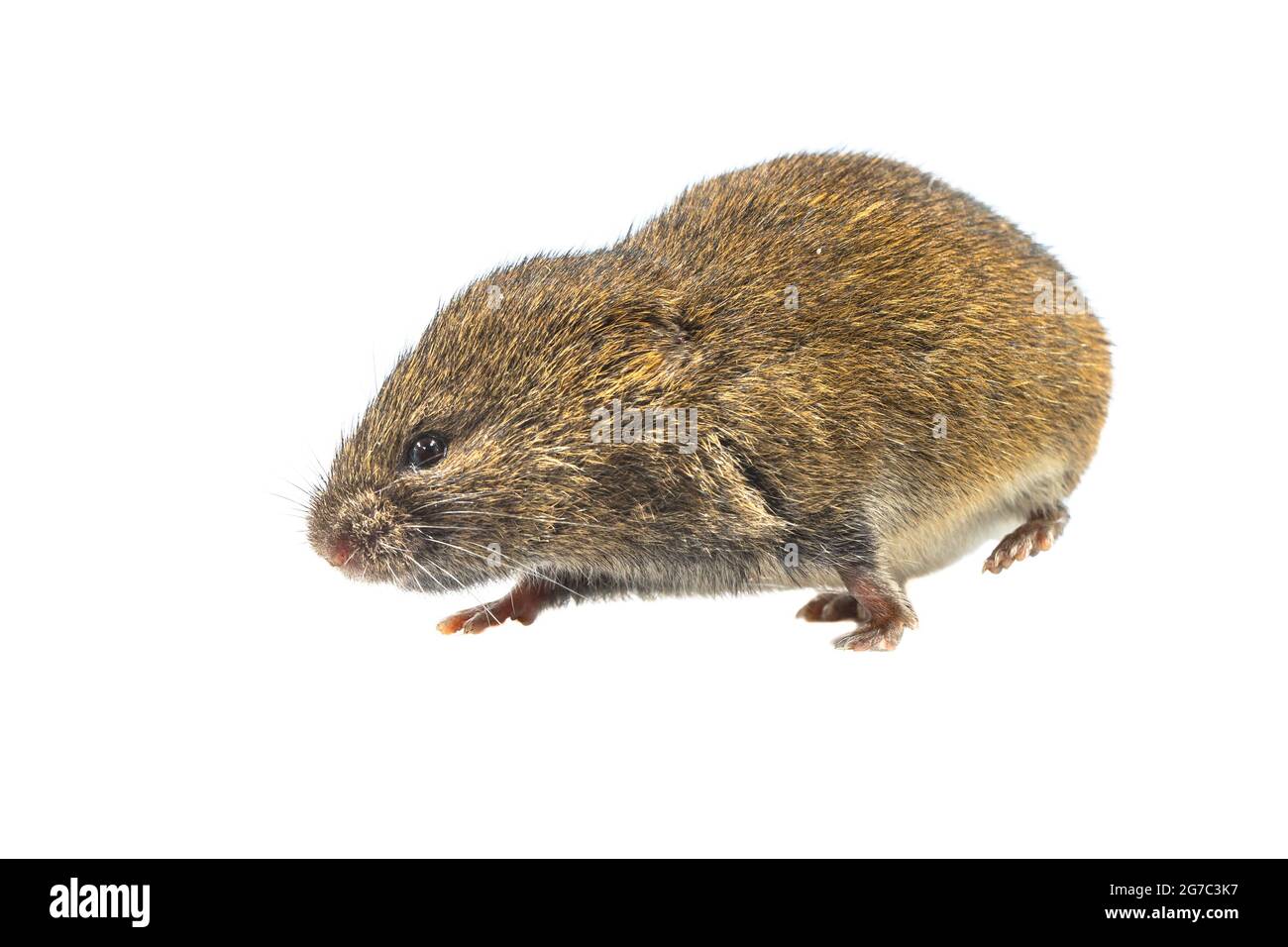 Fazzoletto di campo o fazzoletto a coda corta (Microtus agrestis). Piccolo volo con pelliccia marrone che cammina su sfondo bianco Foto Stock