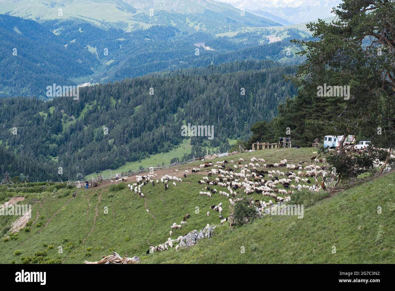 Un gregge di pecore su un pascolo in montagna, allevati animali a libero raggio. Foto Stock