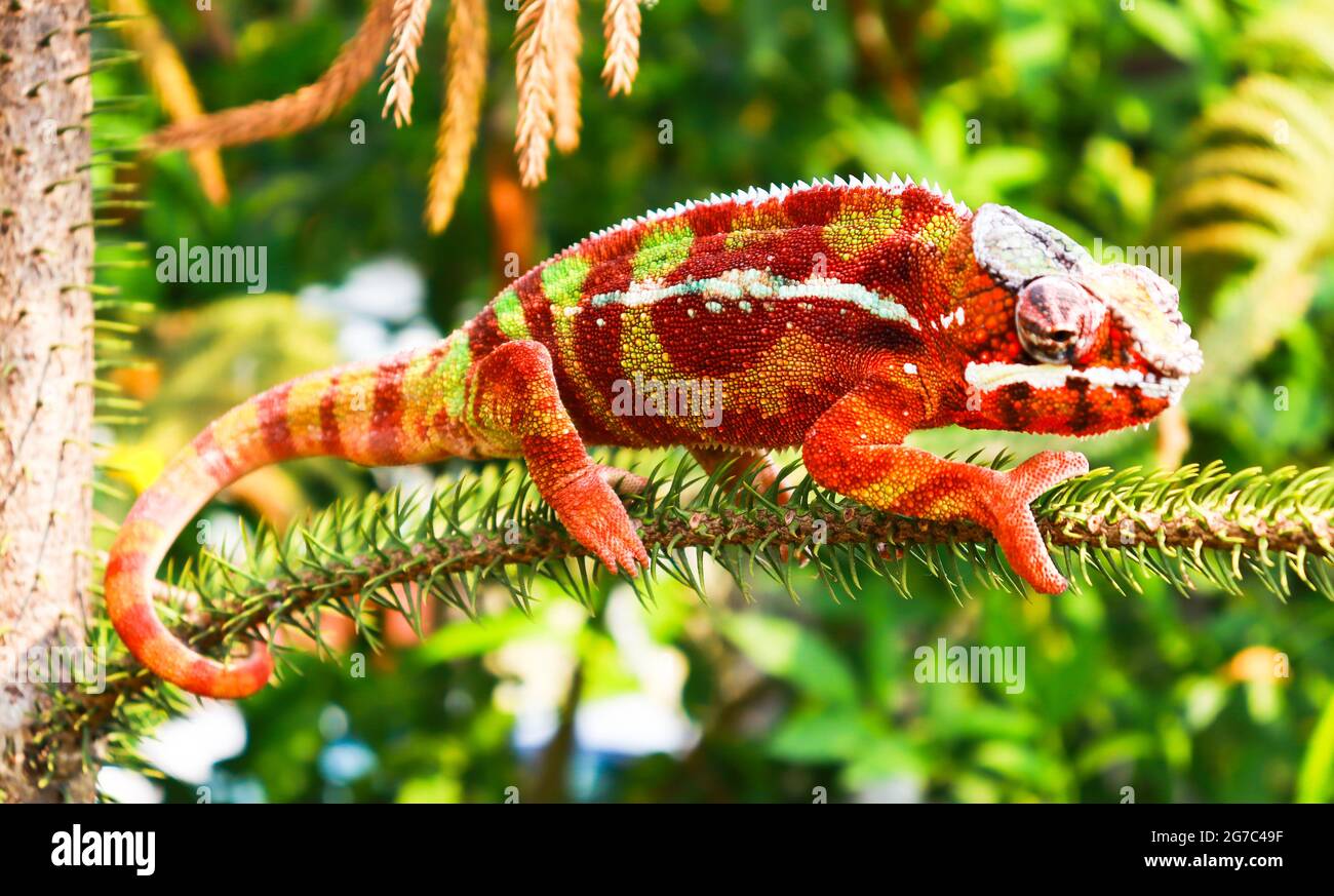 Chameleon animale pantera lucertola colorata bella sul ramo Foto Stock