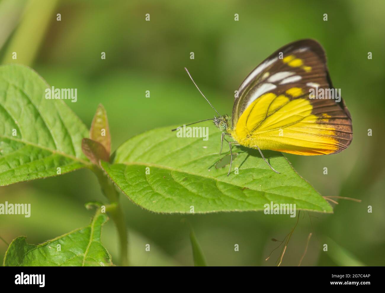 farfalla giallo-nera sulle foglie nella foresta naturale Foto Stock