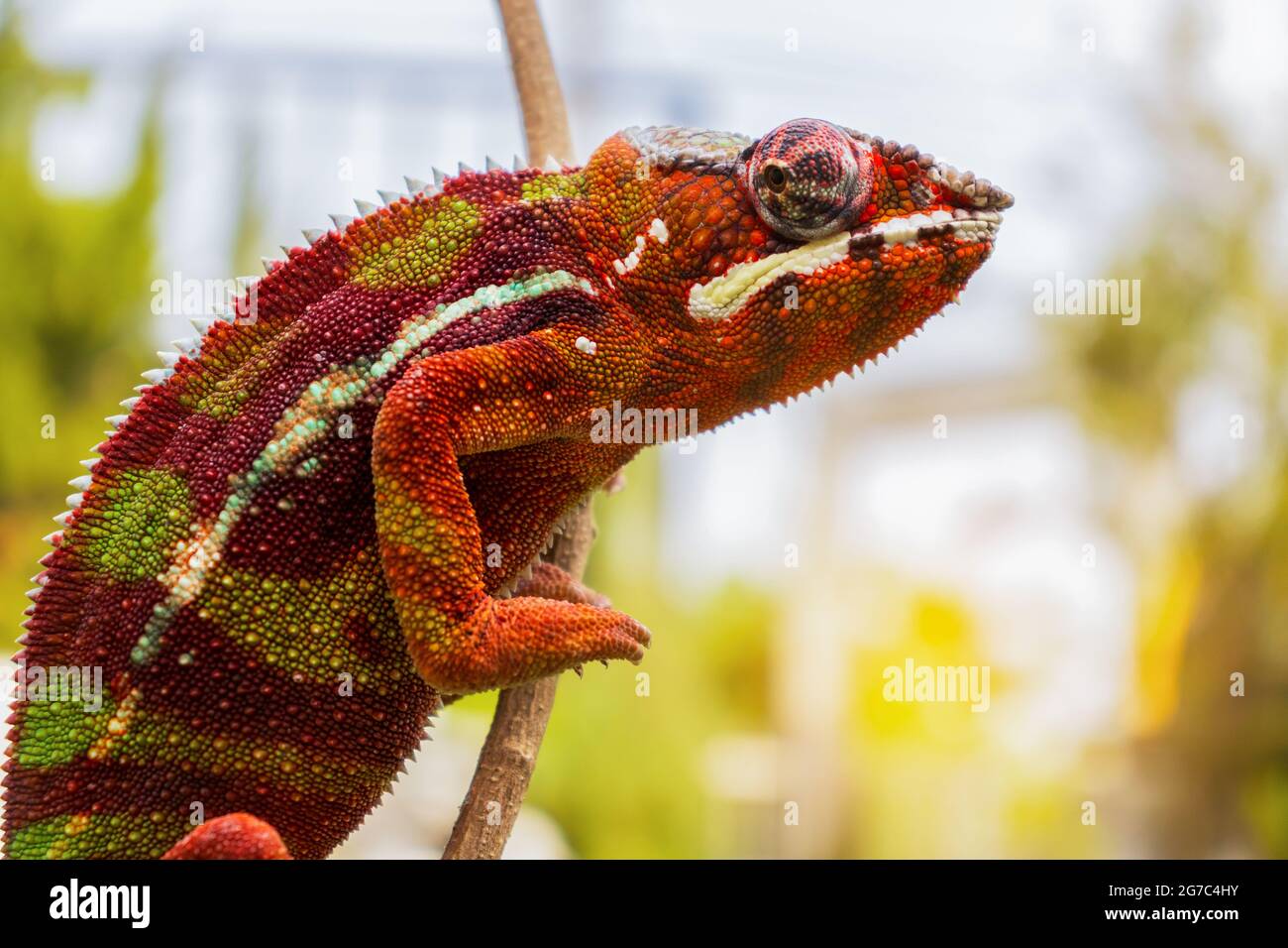 Chameleon animale pantera lucertola colorata bella sul ramo Foto Stock