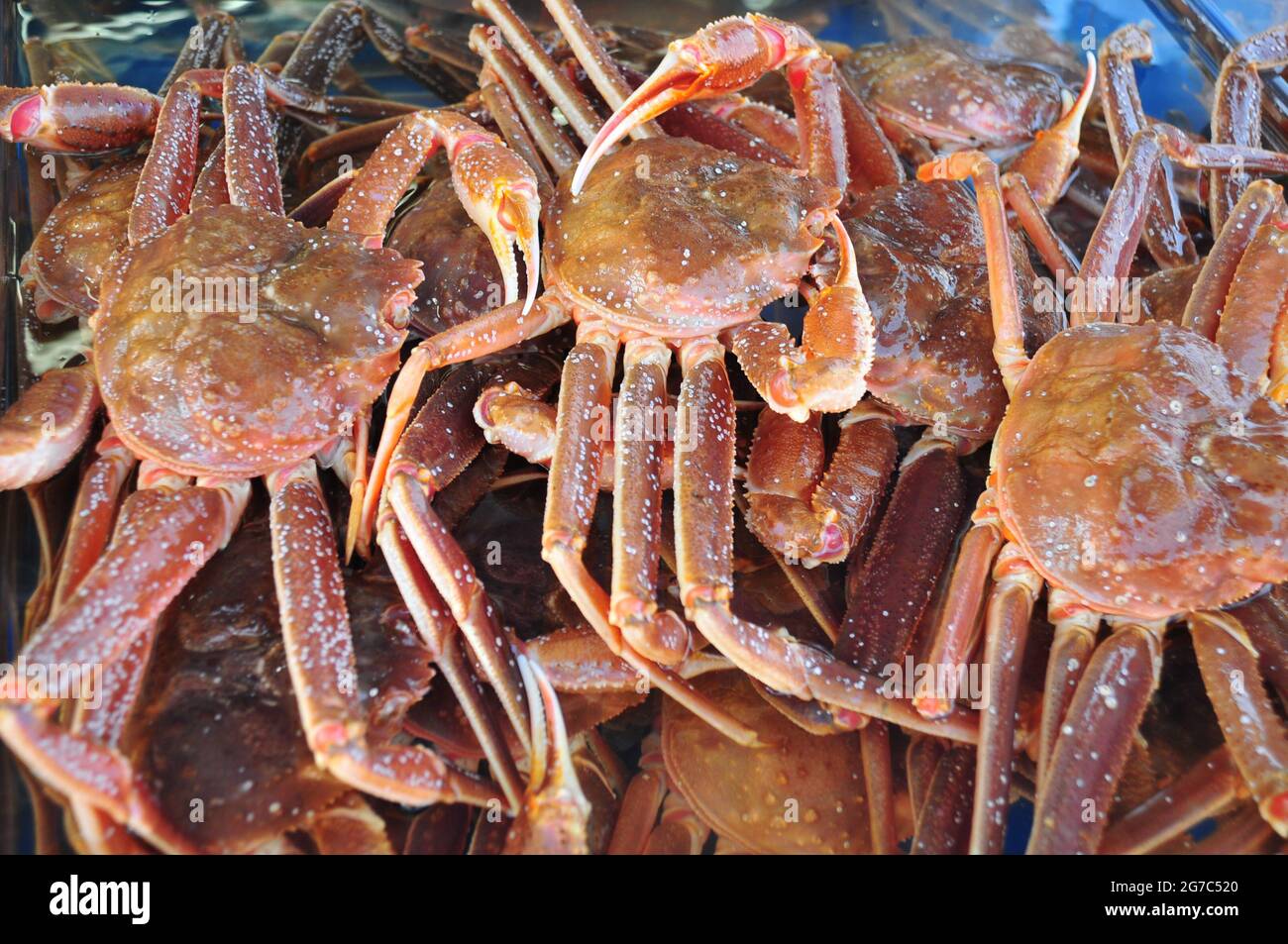 Granchi di neve nel mercato del pesce Foto Stock