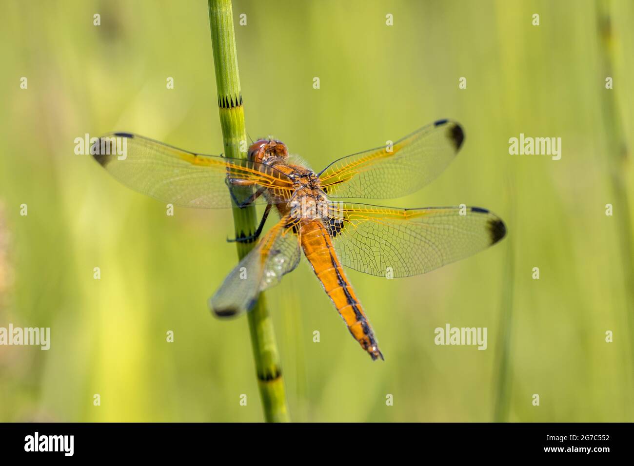 Scarsa chaser (Libellula fulva) dragonfly. Maschio in appoggio sul gambo di erba in bright sfondo verde Foto Stock