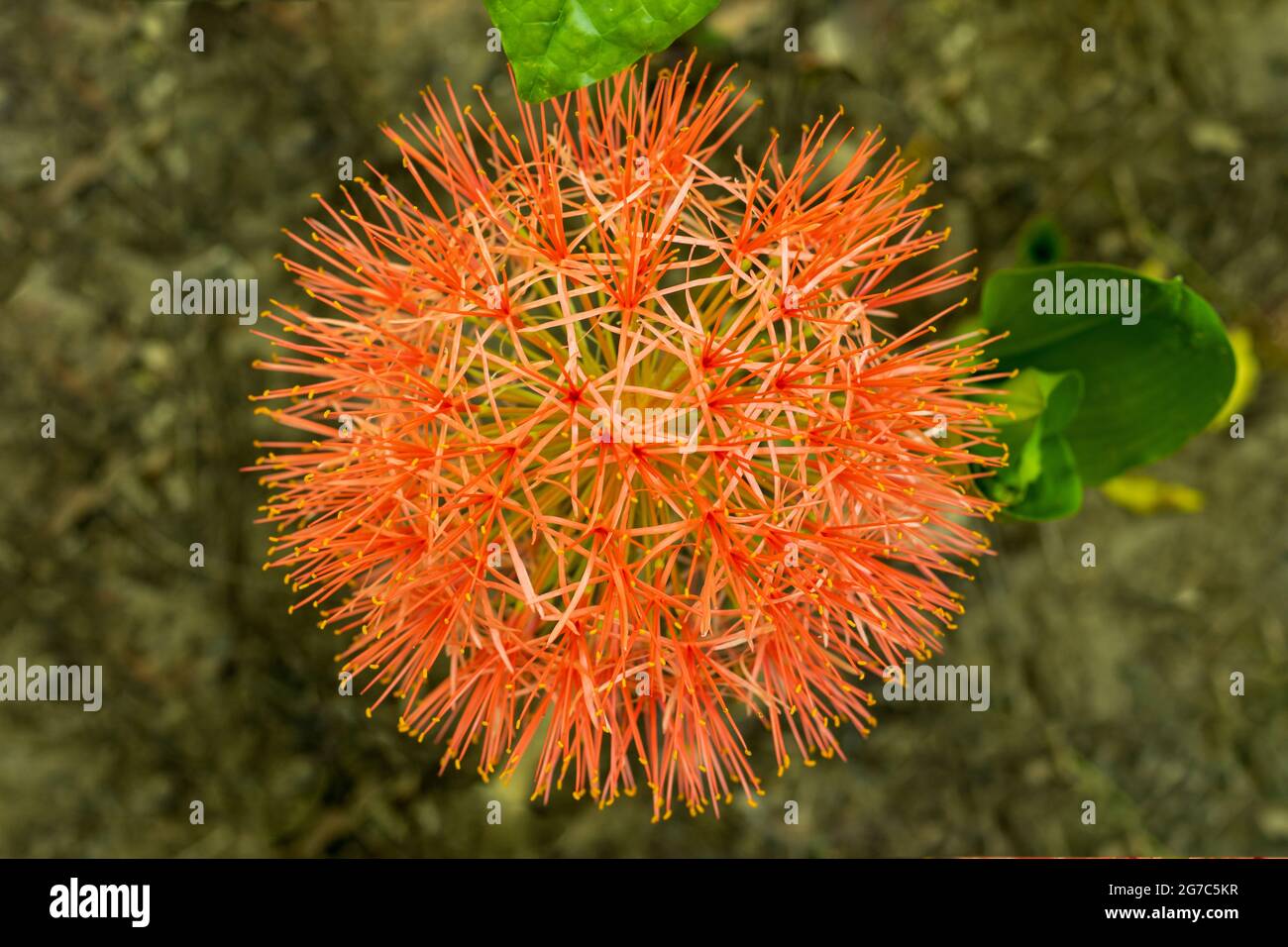 Comunemente chiamato giglio di sangue o mayflower o giglio di sangue aka Giglio di fuoco, è un parente dell'Amaryllis e altrettanto facile crescere all'interno e all'aperto Foto Stock