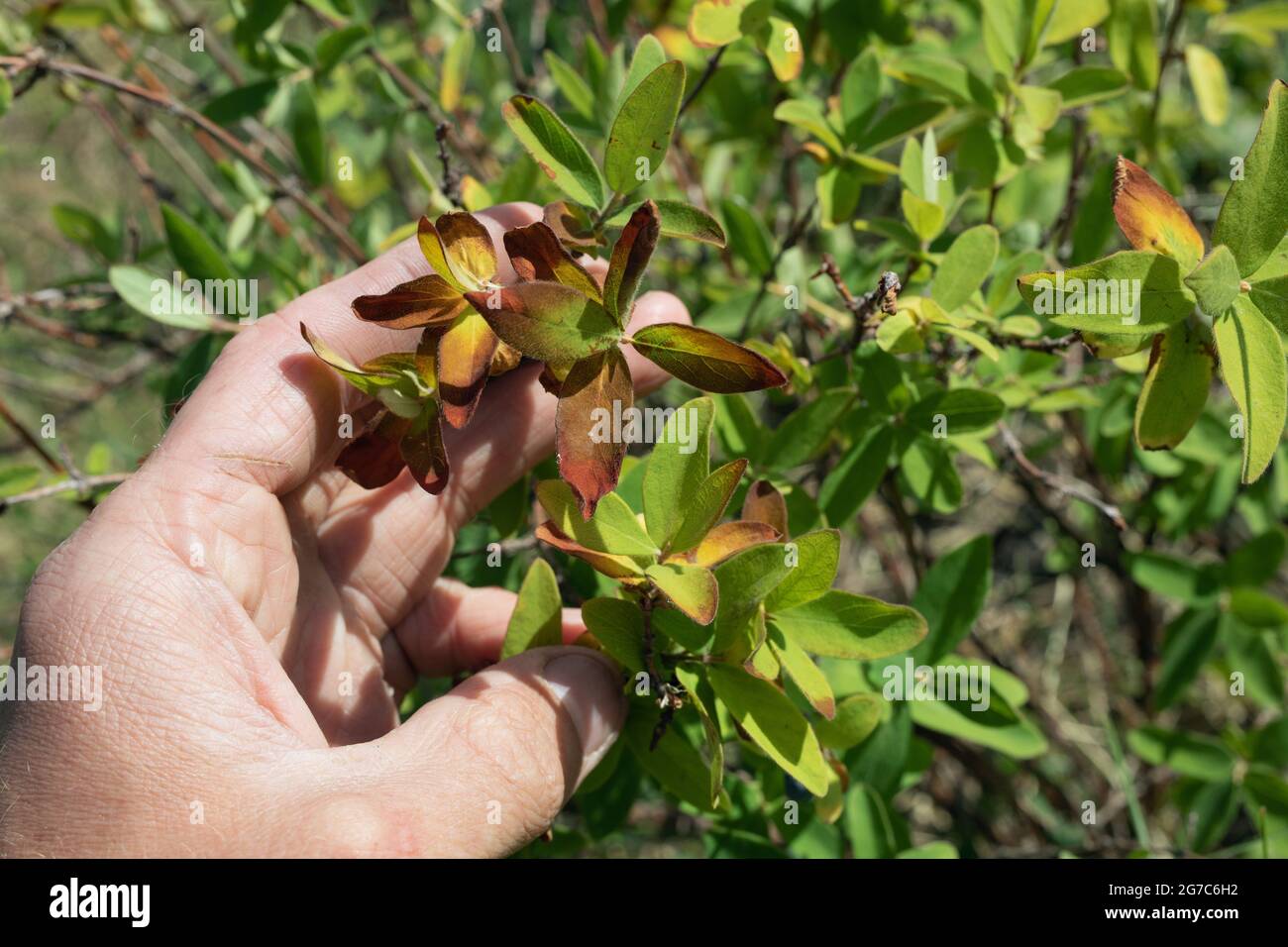 Malato appassire le foglie di nido d'ape brune e rosse. Malattia fungina di cespugli di bacche, bruciature batteriche o moniali o moniliosi. Foto Stock