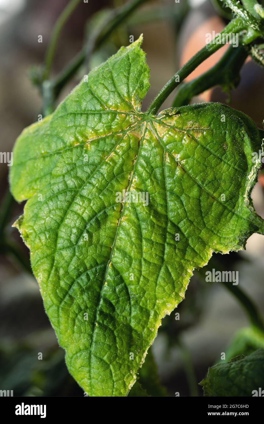 La macchia di olivo di cetriolo è malattia fungina di pianta della famiglia della zucca che è causata dal fungo fitopatogeno patogeno Cladosporium cucumerinum. Foto Stock