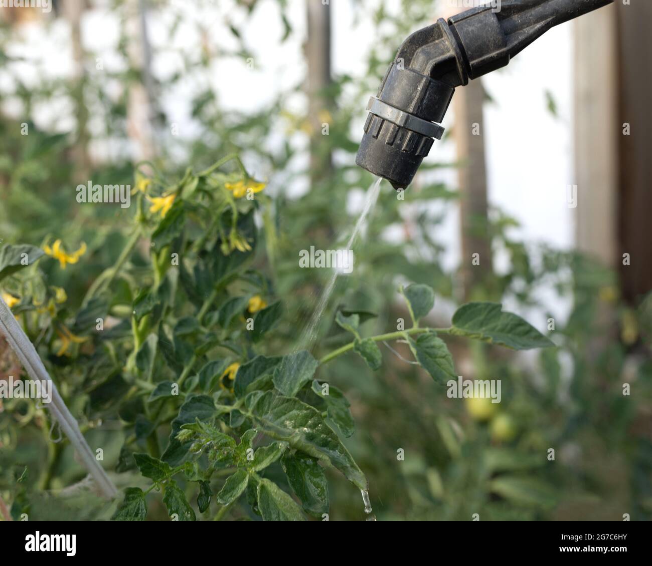 il lavoratore agricolo spruzza fungicidi e pesticidi in giardino per proteggere le piante dalle malattie e distruggere i parassiti Foto Stock