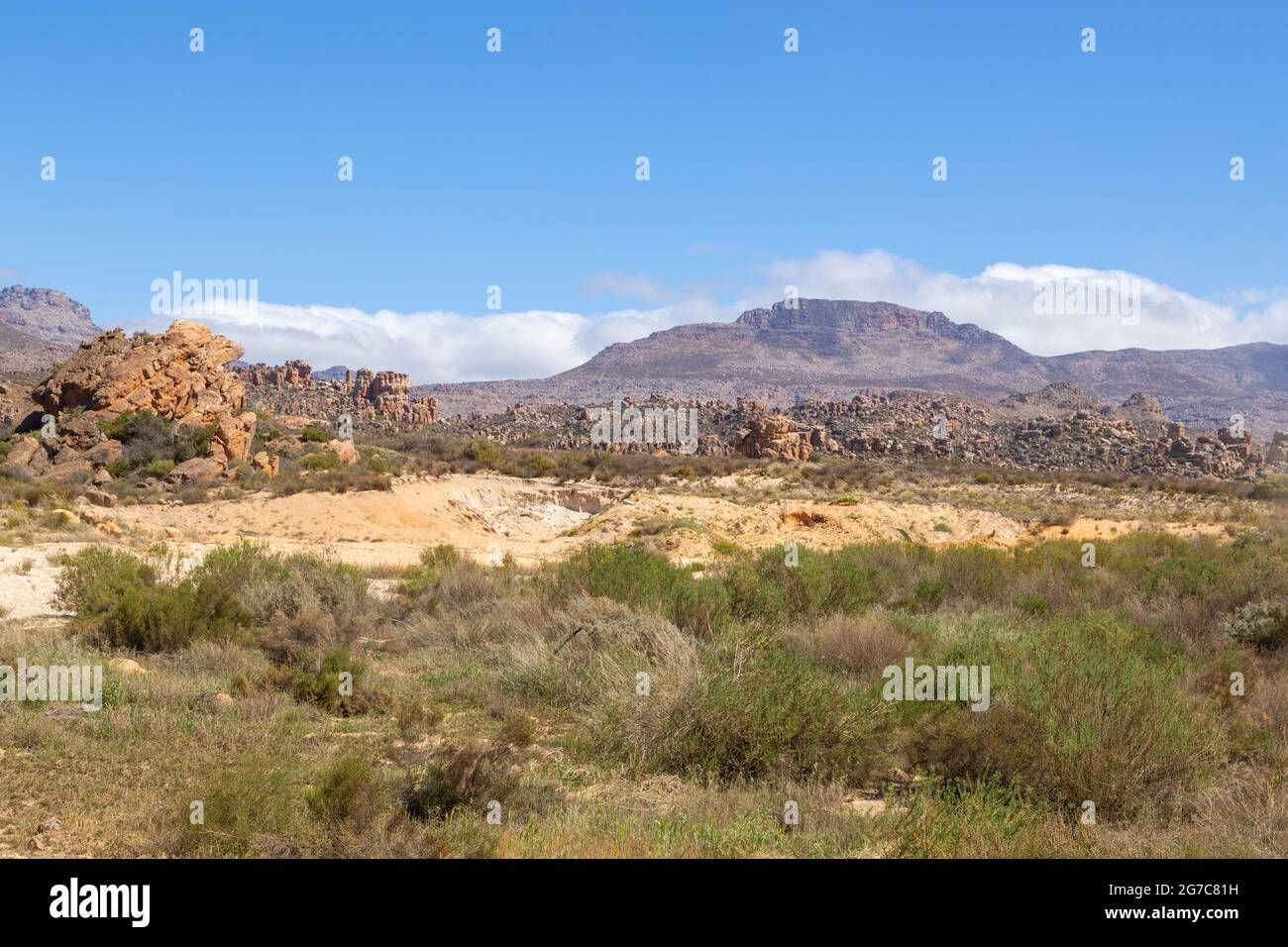 Vegetazione in habitat sabbioso nelle montagne di Cederberg, a sud di Clanwilliam nel capo occidentale del Sud Africa Foto Stock