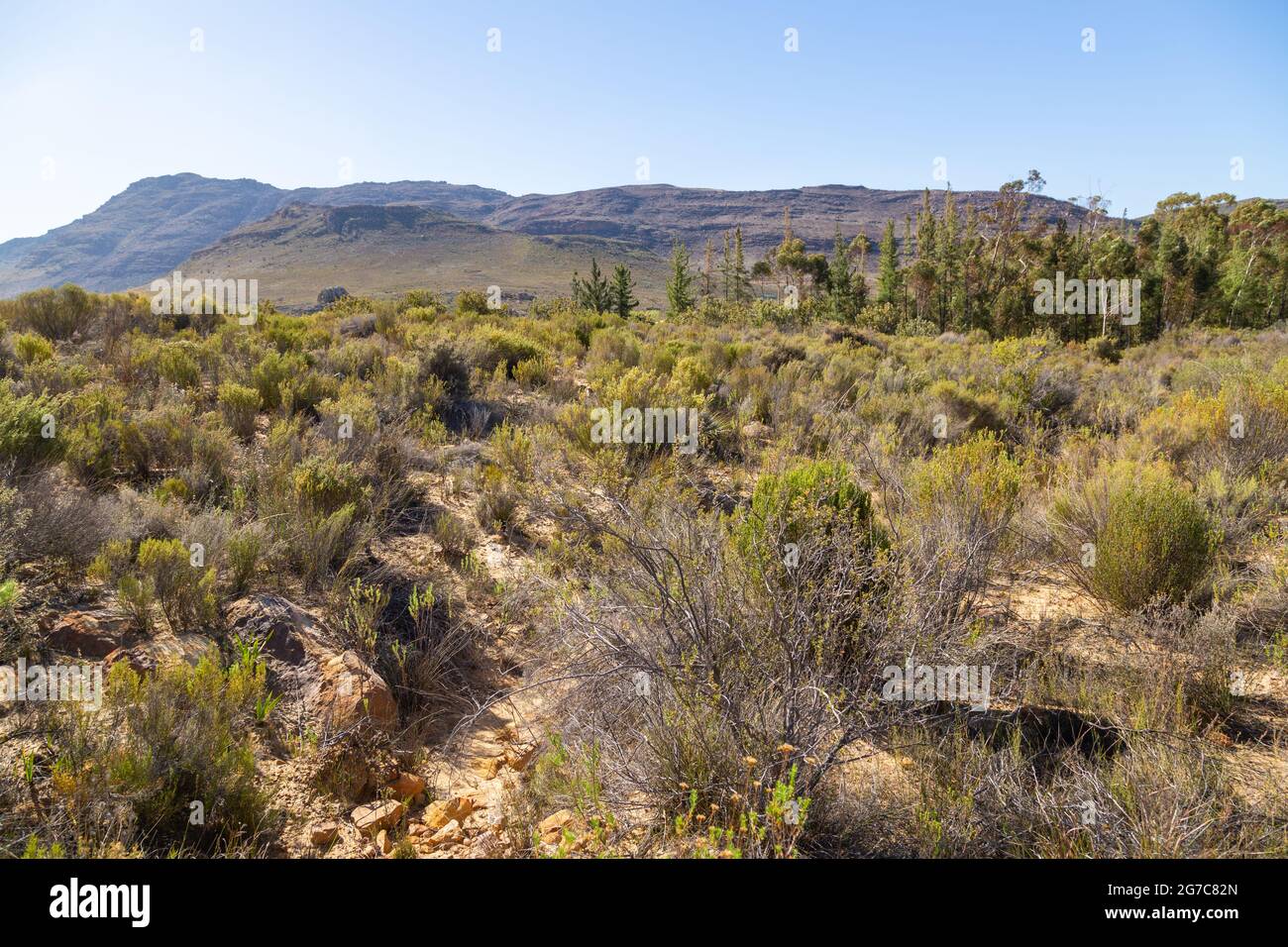 Vegetazione di shruby nel Cederberg sud di Clanwilliam nel capo occidentale del Sud Africa Foto Stock