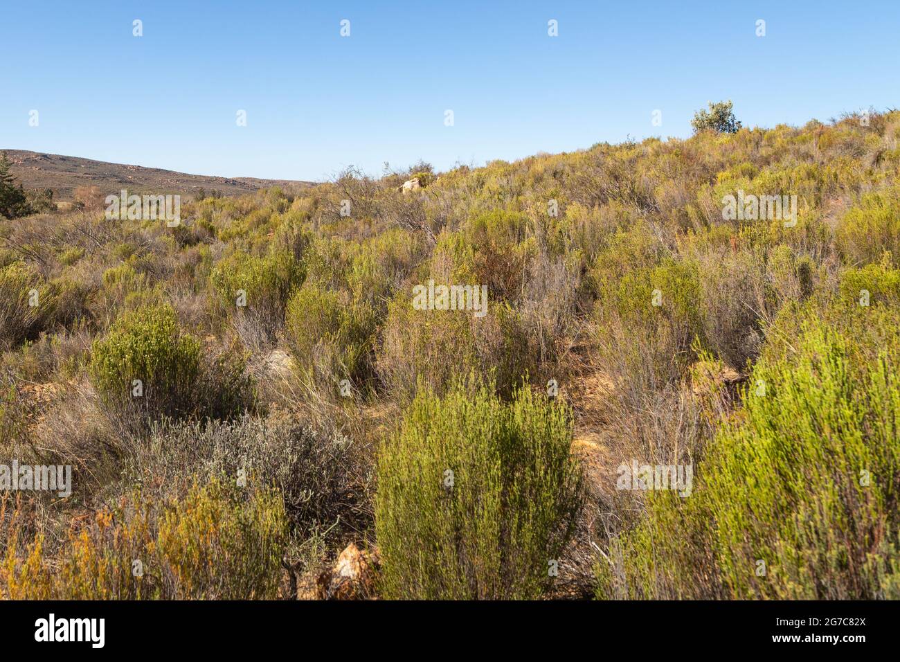 La vegetazione nei Cederberg Moutains vicino al Kromrivier, capo occidentale del Sud Africa Foto Stock