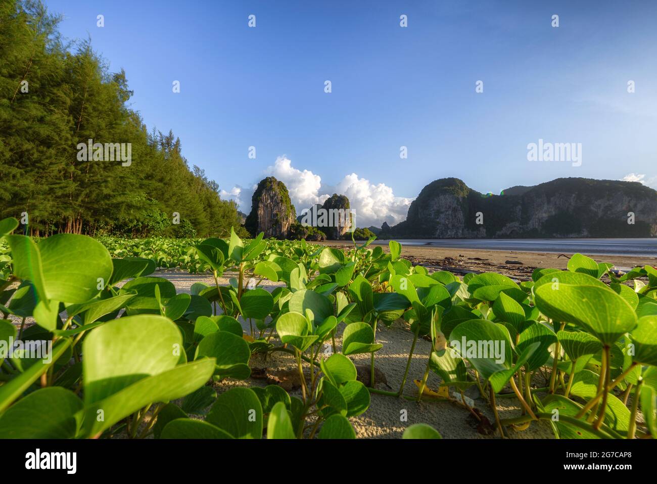 Lo scenario del superriduttore di piede di Goat, gloria di mattina di spiaggia Ipomoea pes-caprae, bayhops con uno sfondo di montagna calcarea nella provincia di Trang, Thailandia. Foto Stock