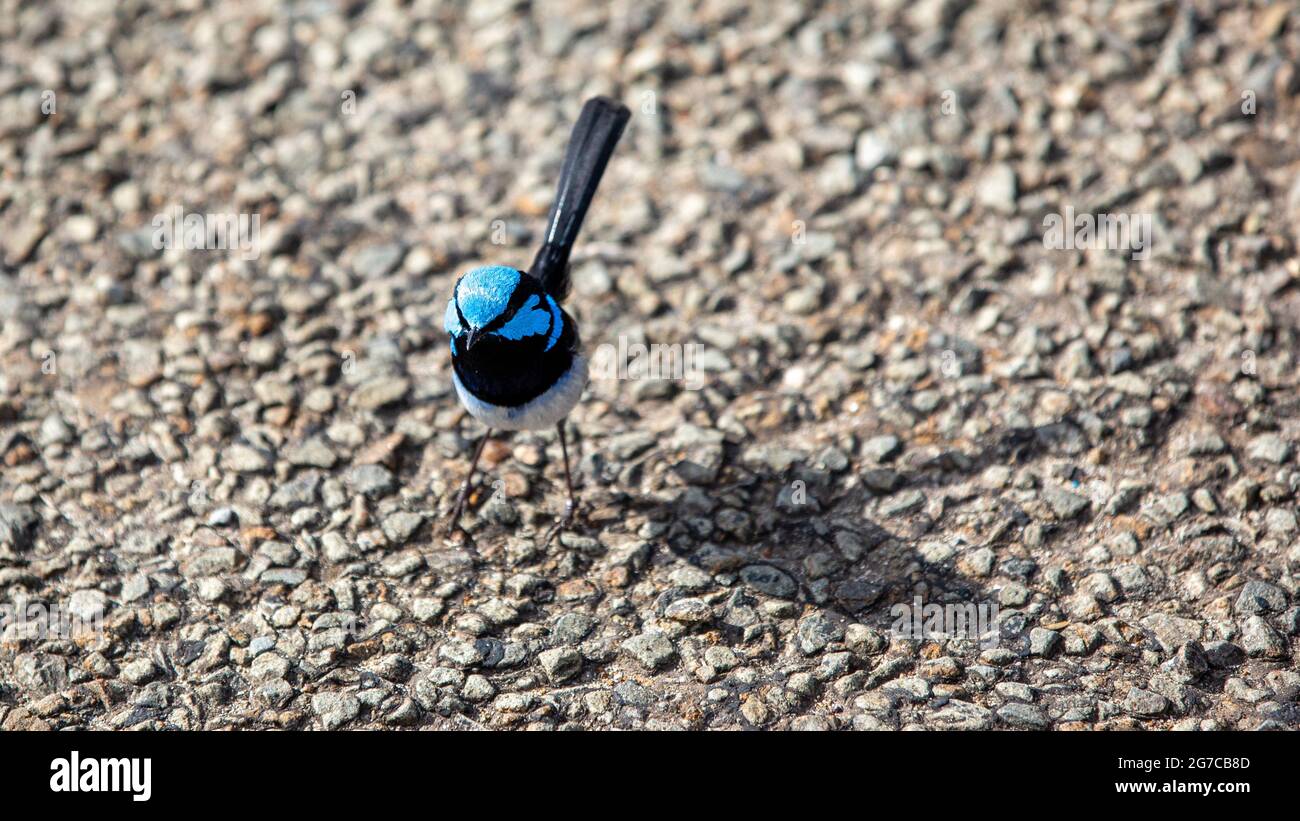 Un uccello di wren blu che si erge a terra sull'isola dei canguri dell'australia meridionale Foto Stock