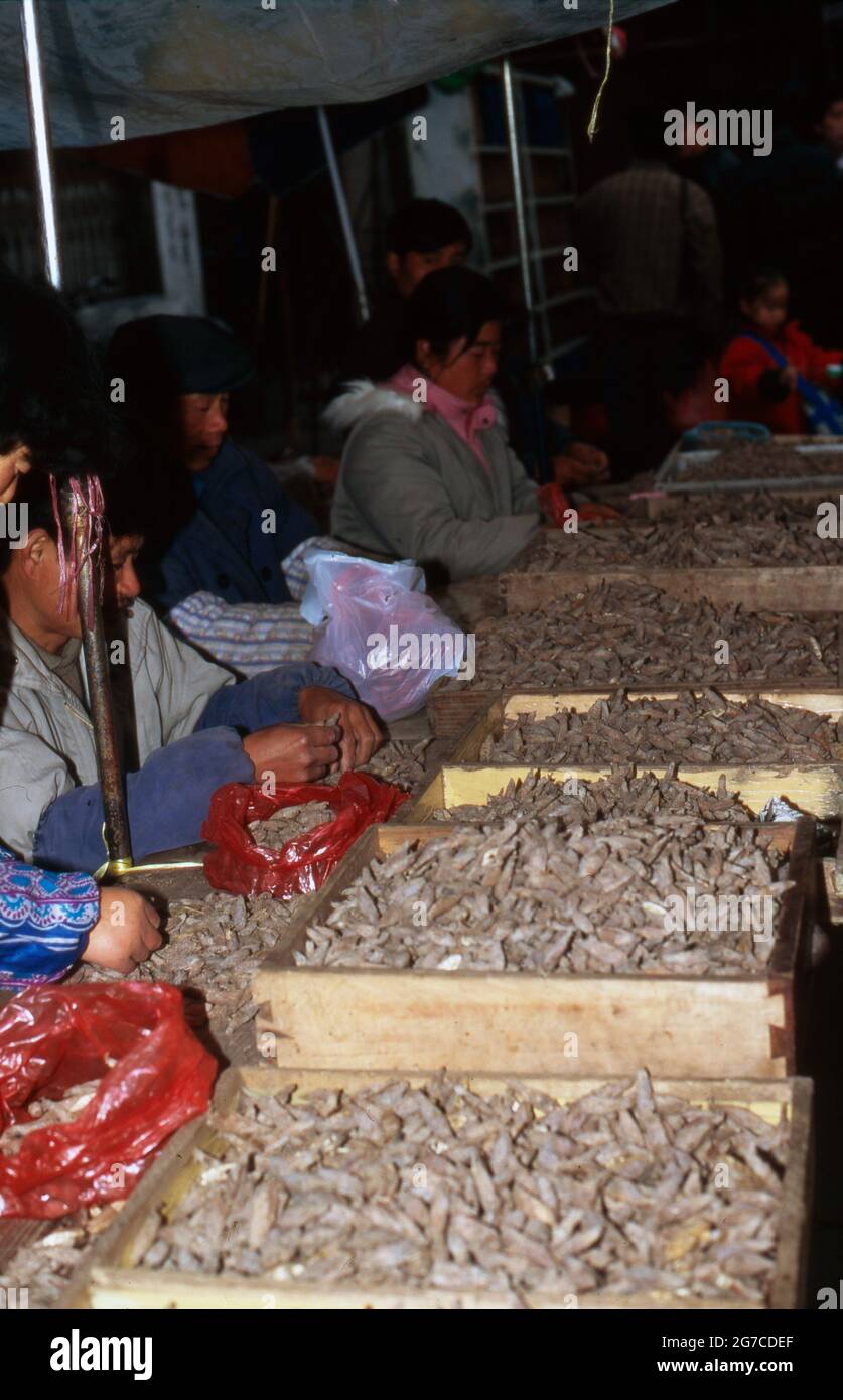 Arbeiter a Shanghai bereiten gegrillete Heuschrecken zum Verkauf vor, Cina 1998. Lavoratore preparare grashoppers fritti per la vendita a Shanghai, Cina 1998. Foto Stock