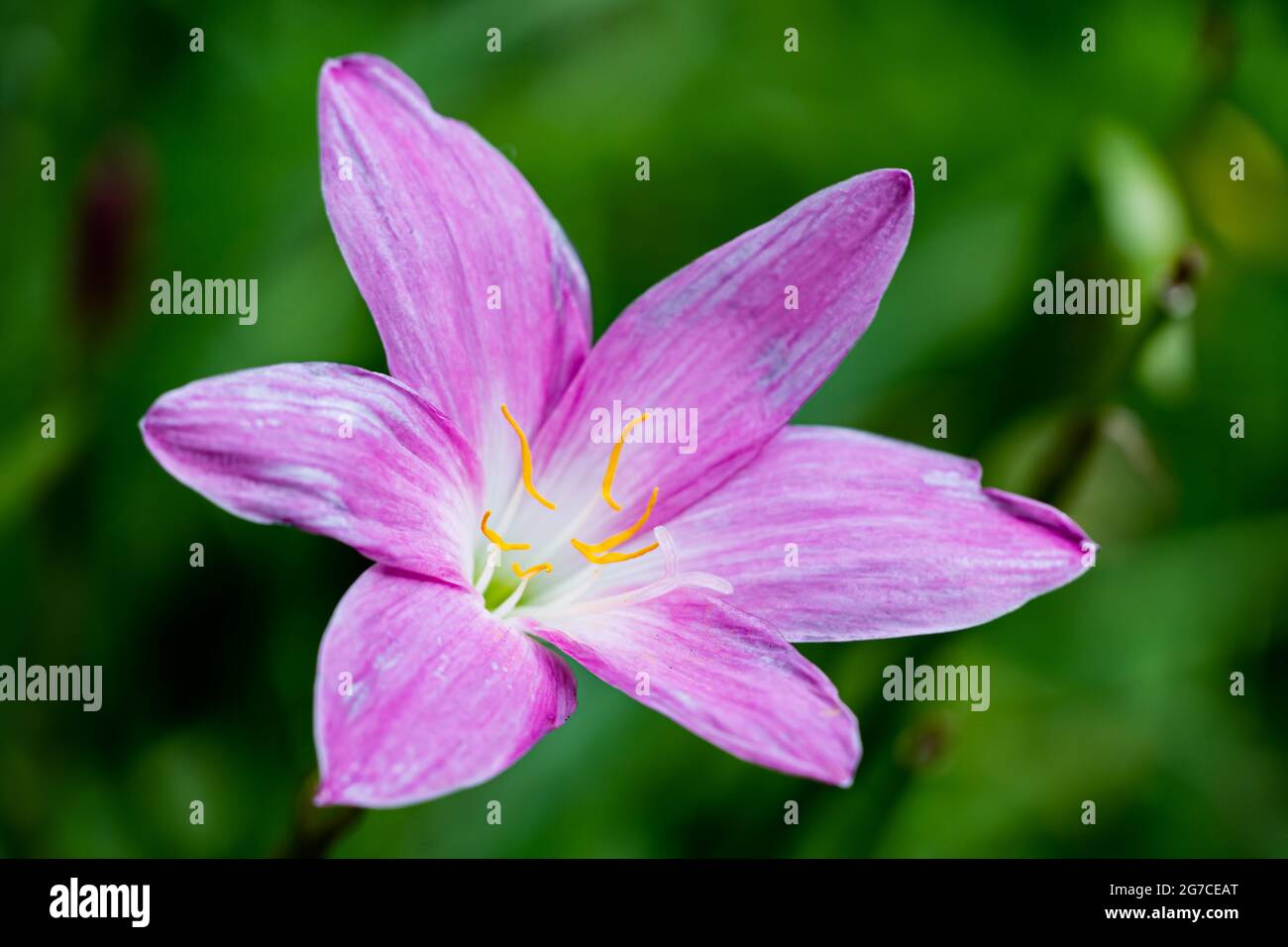 Rosa pioggia giglio fiore fioritura con foglia verde su sfondo sfocato bokeh Foto Stock