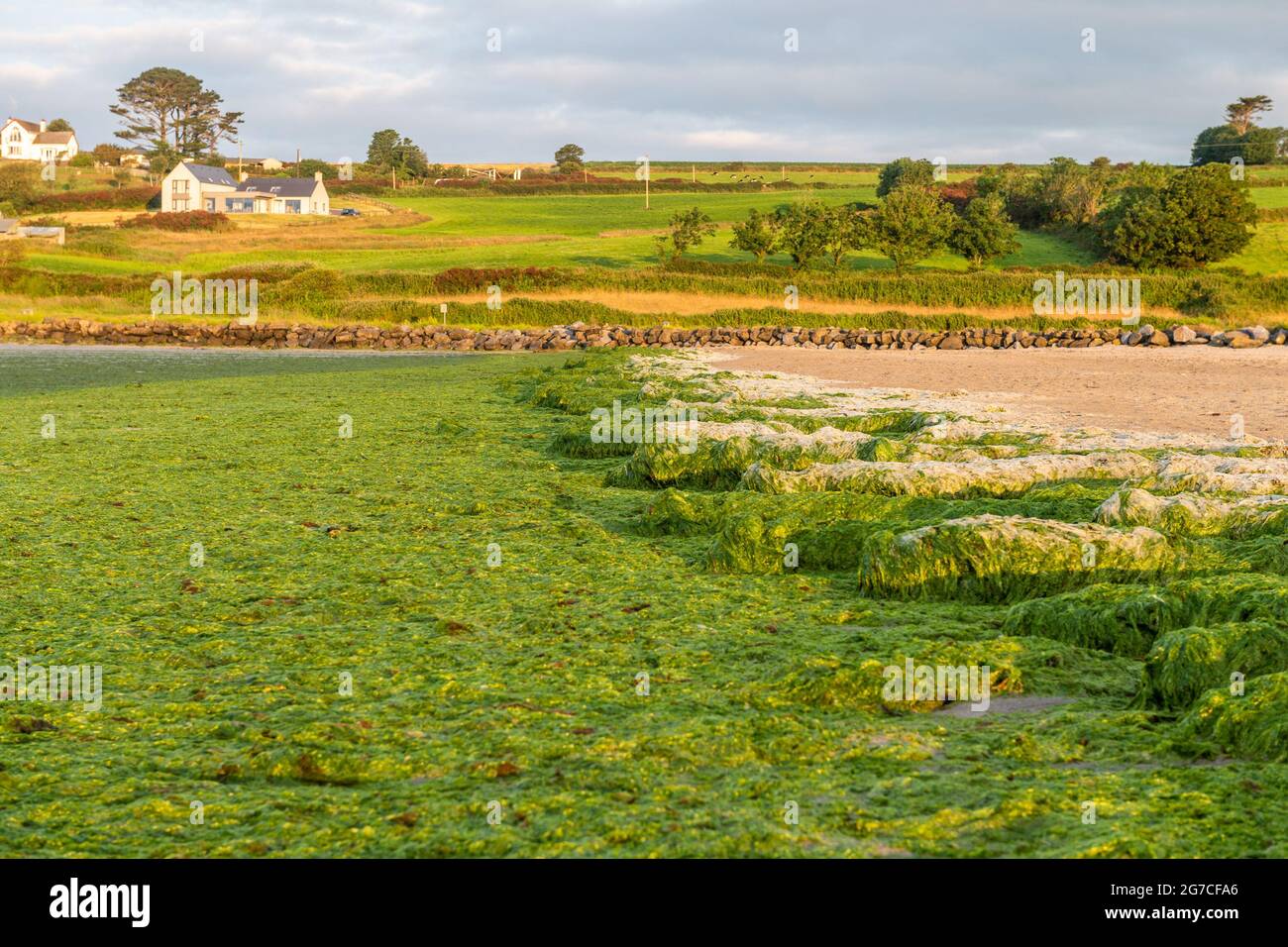Vista sul porto, West Cork, Irlanda. , . Tonnellate di alghe verdi sono state lavate su Harbour View Beach a West Cork. Le alghe, altrimenti note come "SeaLettuce", si verificano quando i rifiuti umani affluiscono in mare e provocano la crescita. Credit: AG News/Alamy Live News Foto Stock